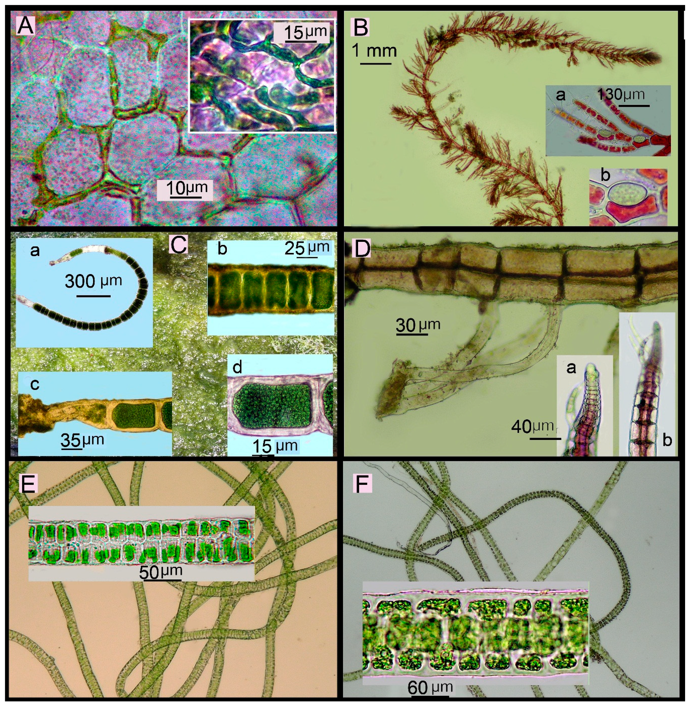 Diversity 11 00158 g006 Diversity 11 00158 g006