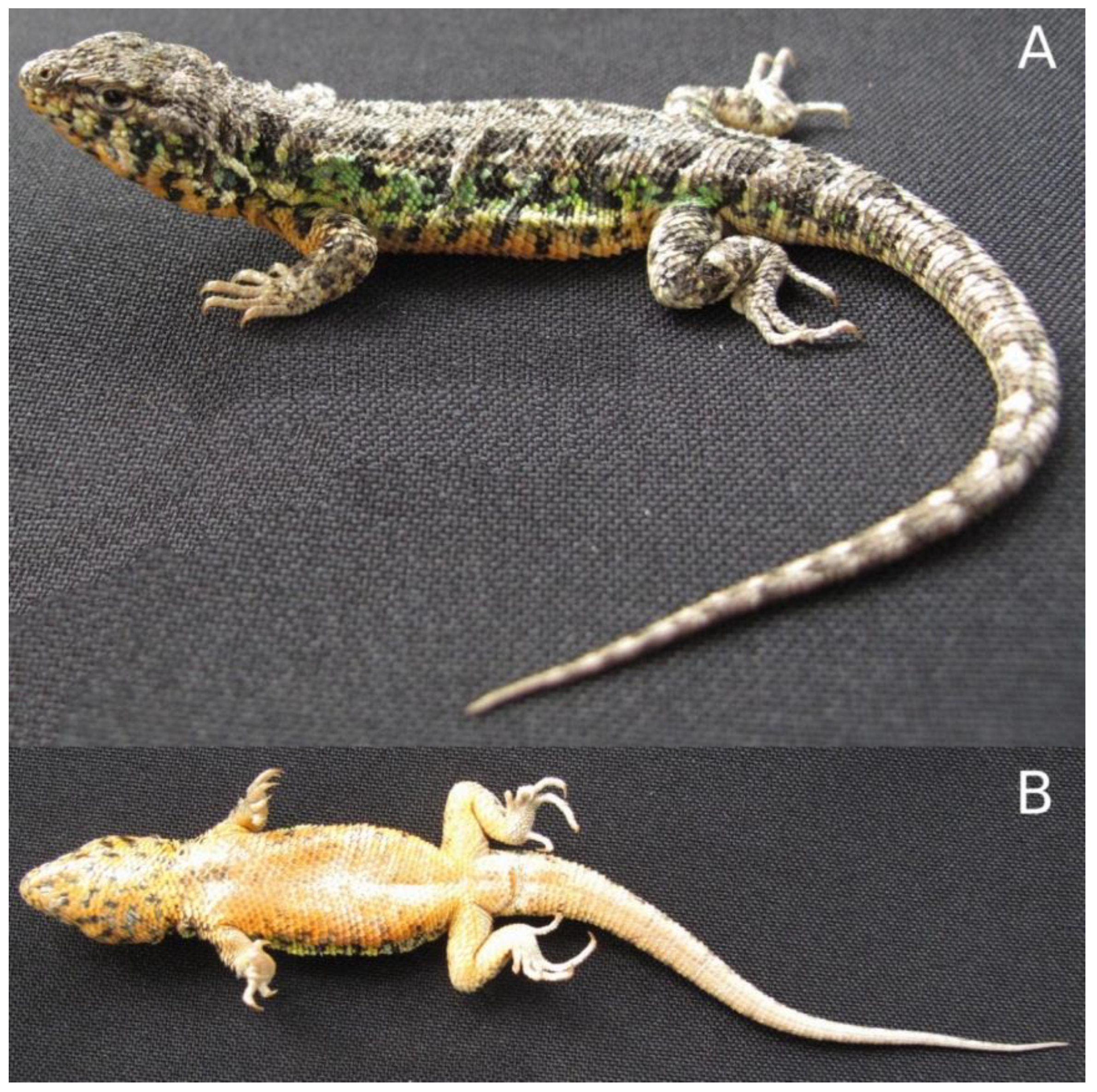 Cristal Lizard Free Porn - Diversity | Free Full-Text | Three New Lizard Species of the Liolaemus  montanus Group from PerÃº