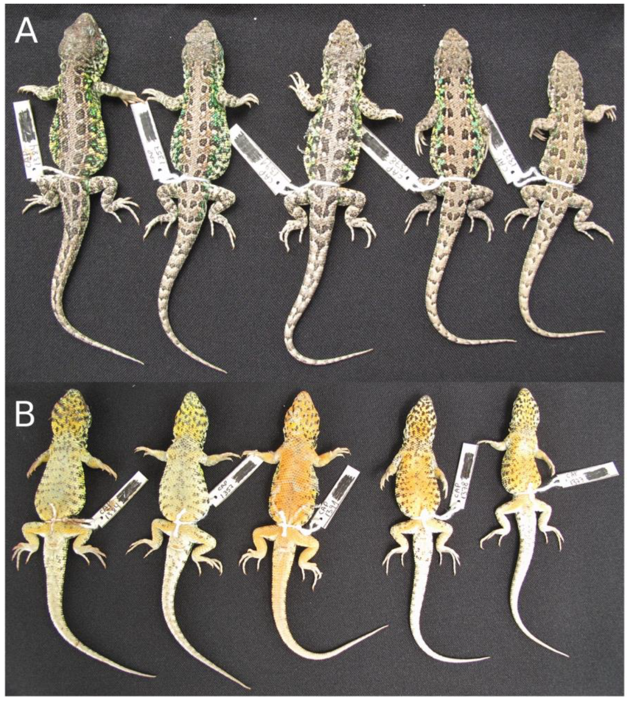 Diversity 11 00161 g002