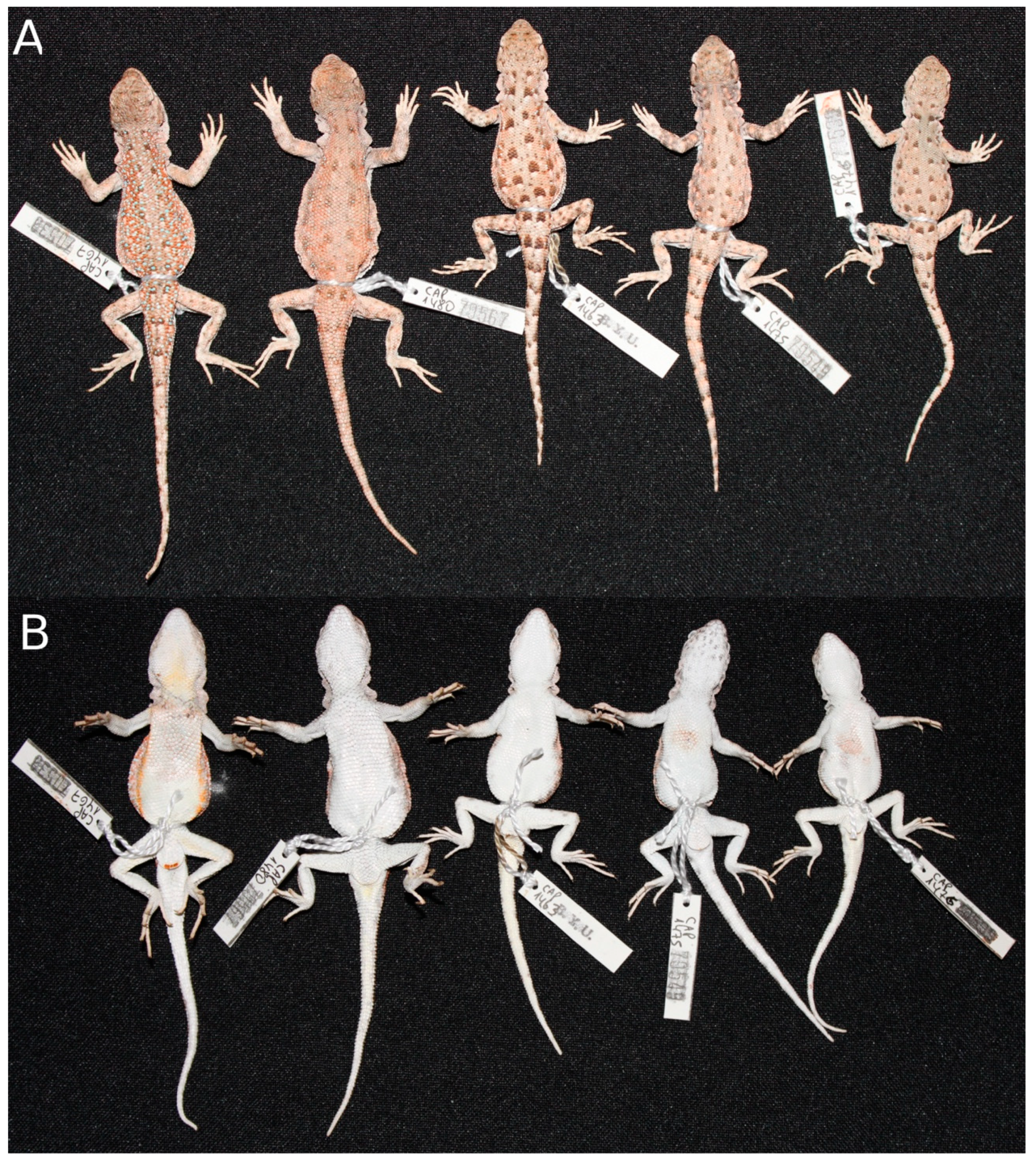 Diversity 11 00161 g006