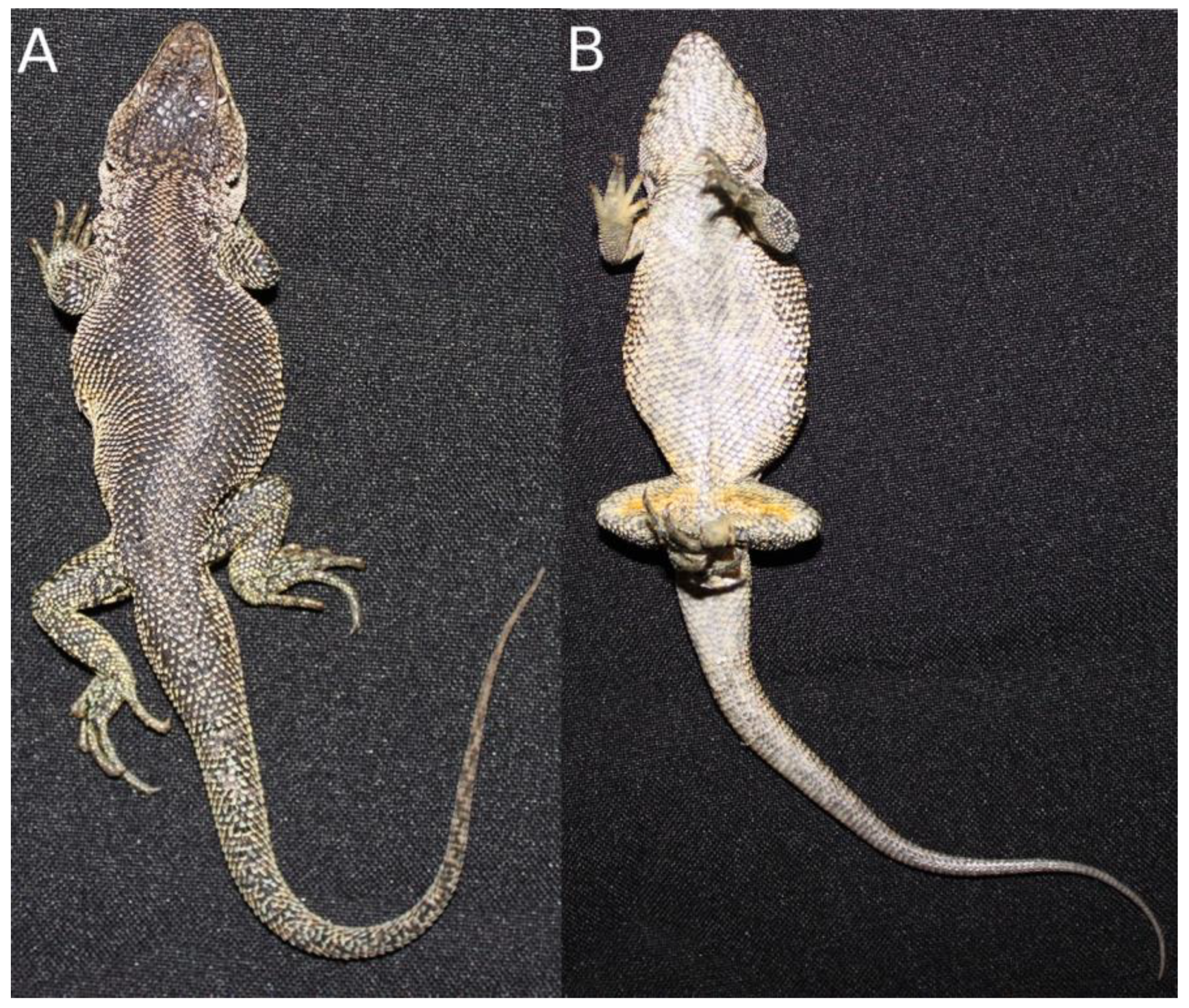 Diversity 11 00161 g008