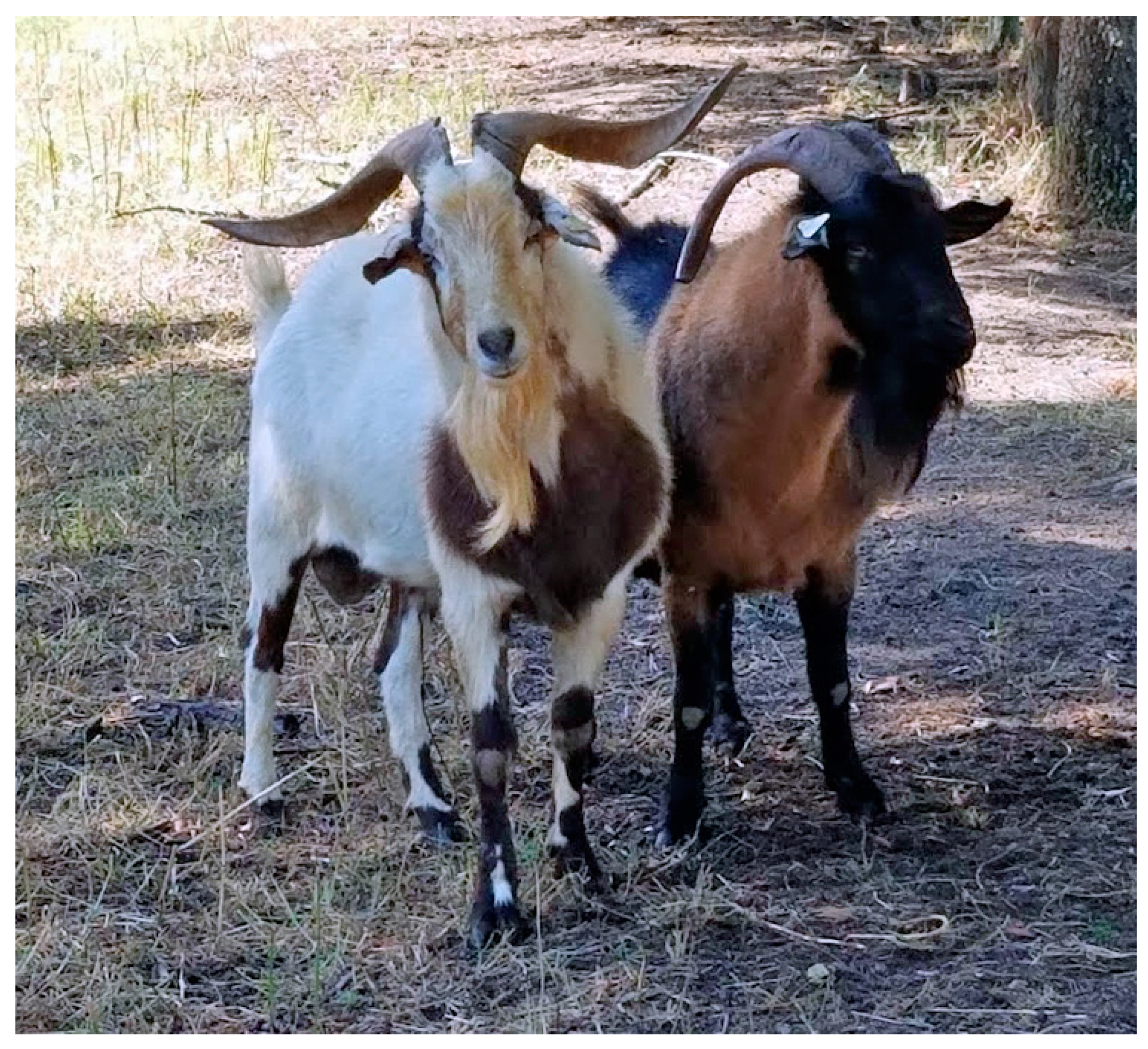 Diversity 11 00177 g001