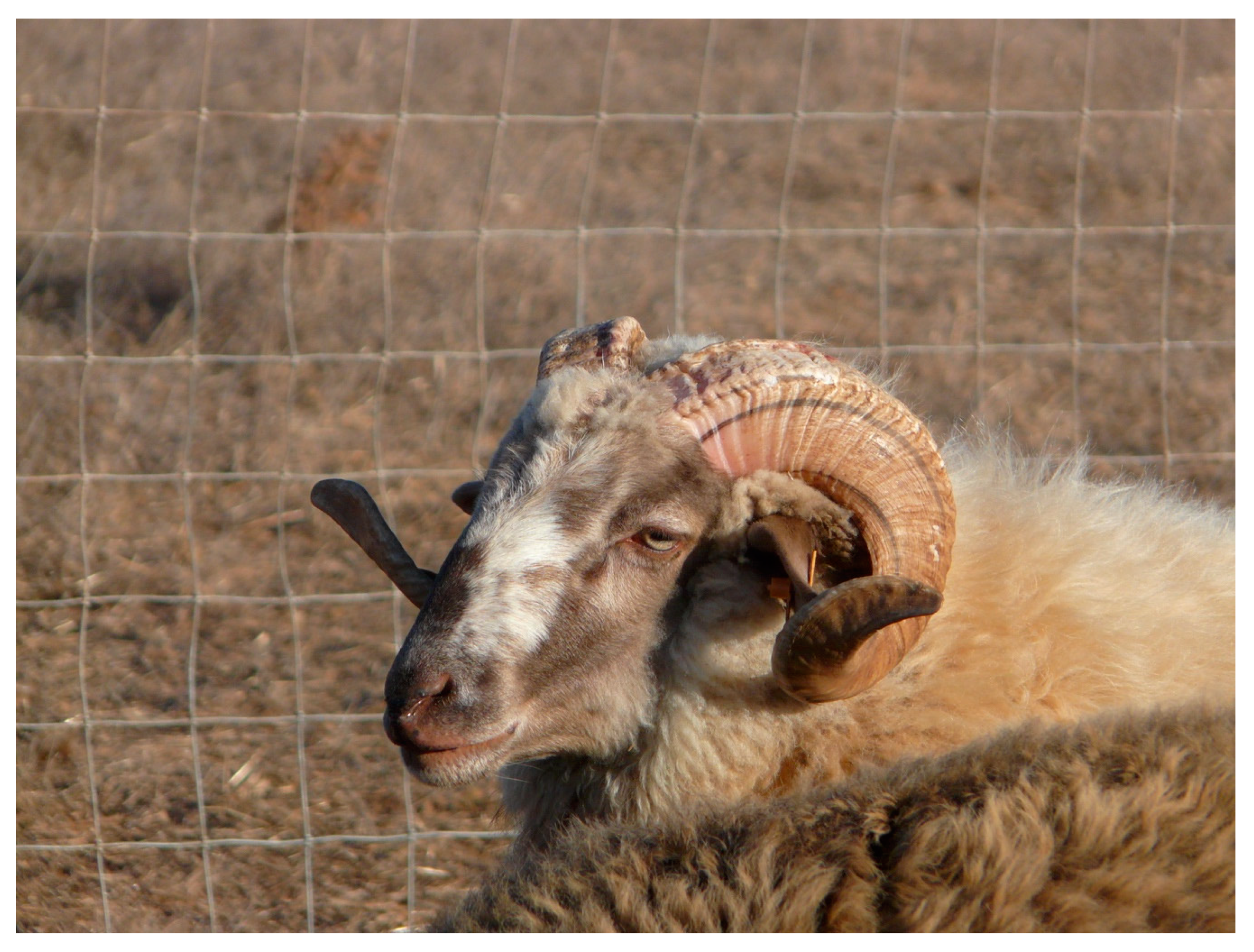 Diversity 11 00177 g003