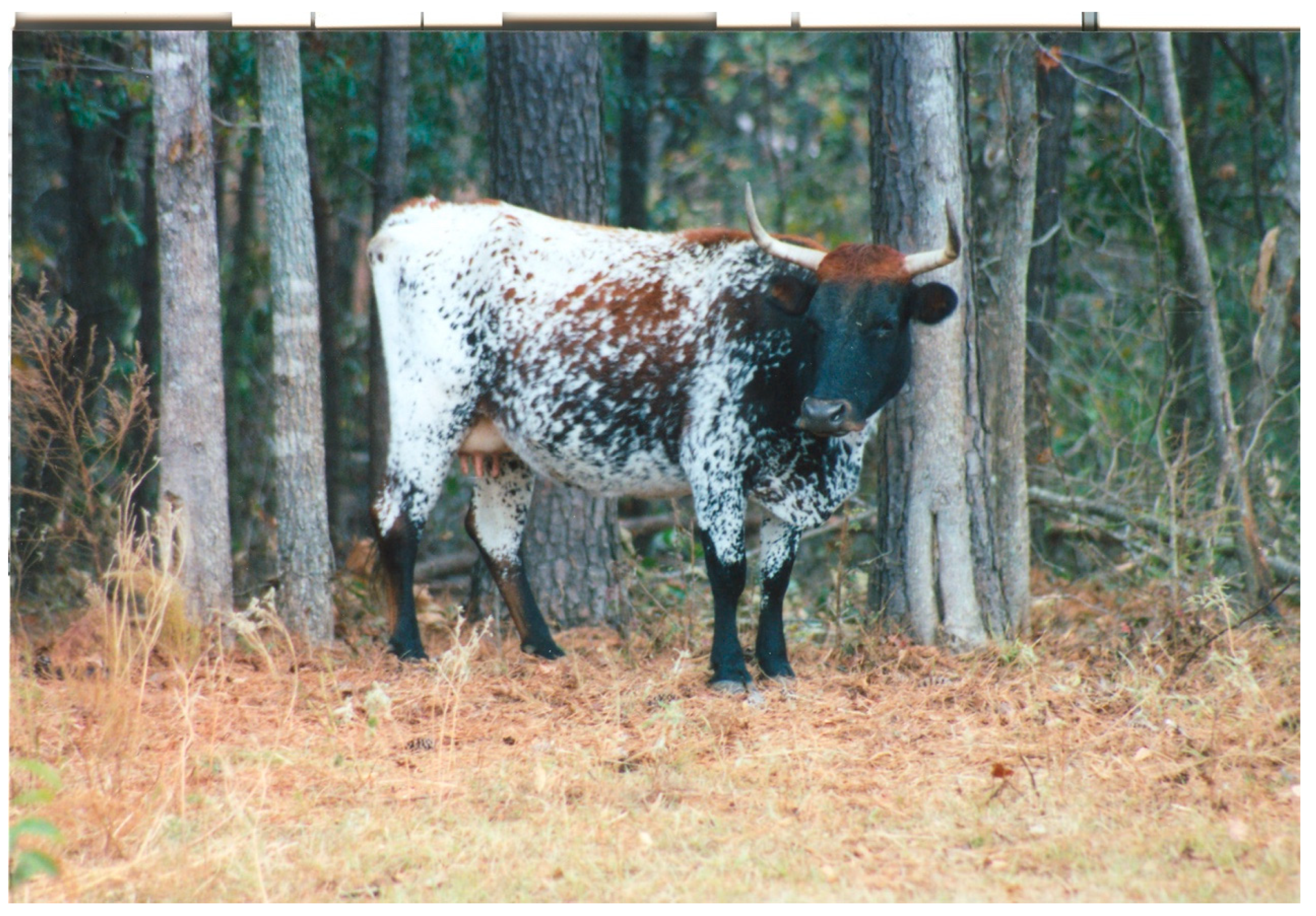 Diversity 11 00177 g004