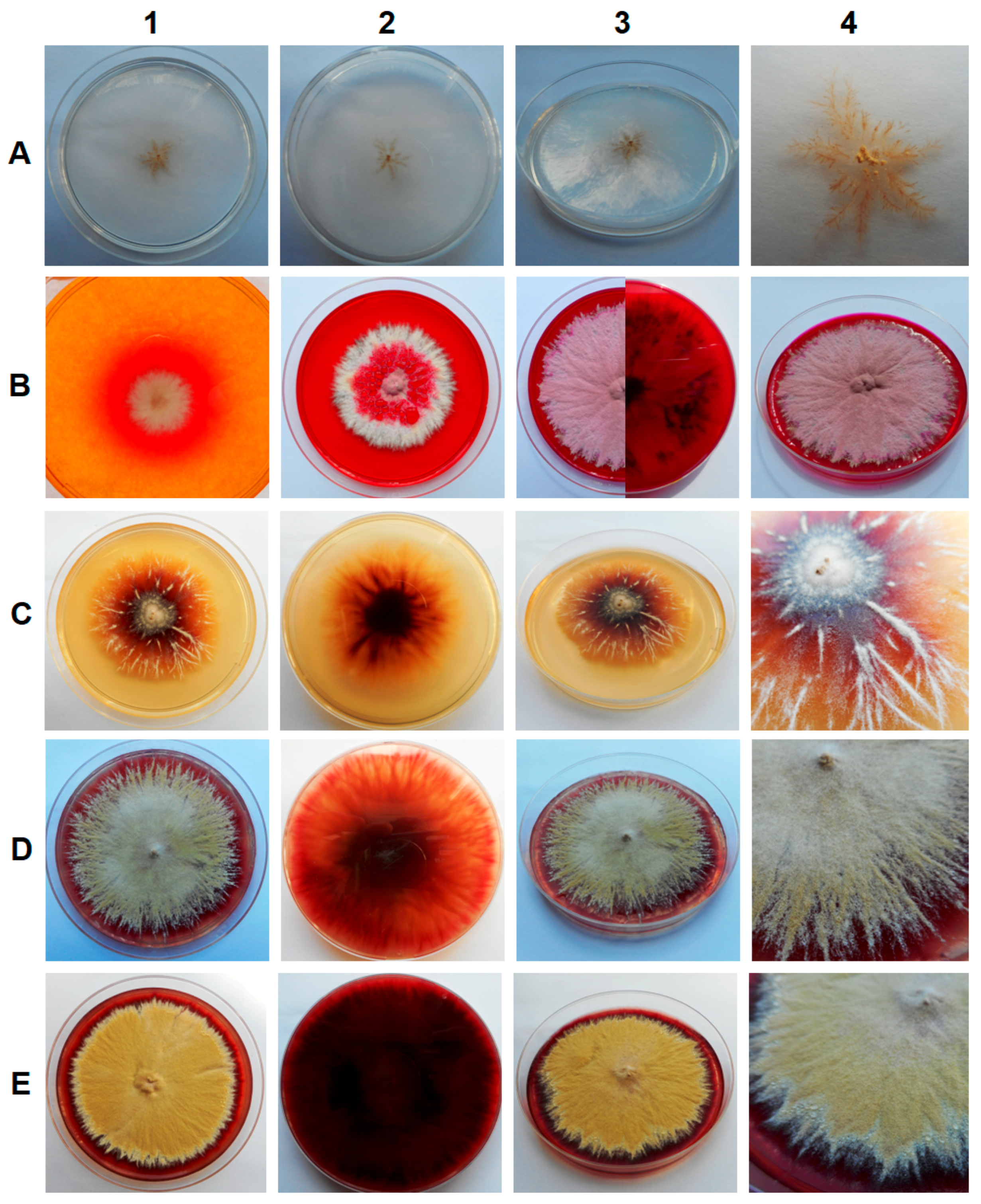 Diversity 11 00191 g001