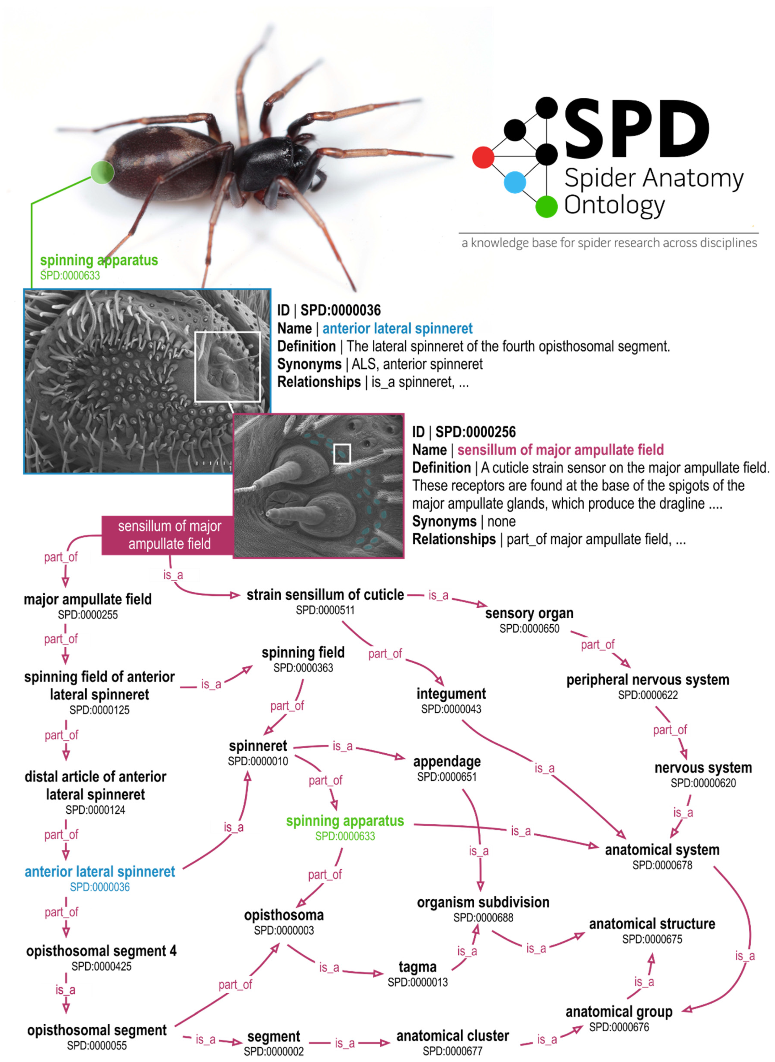 diversity of spider research paper