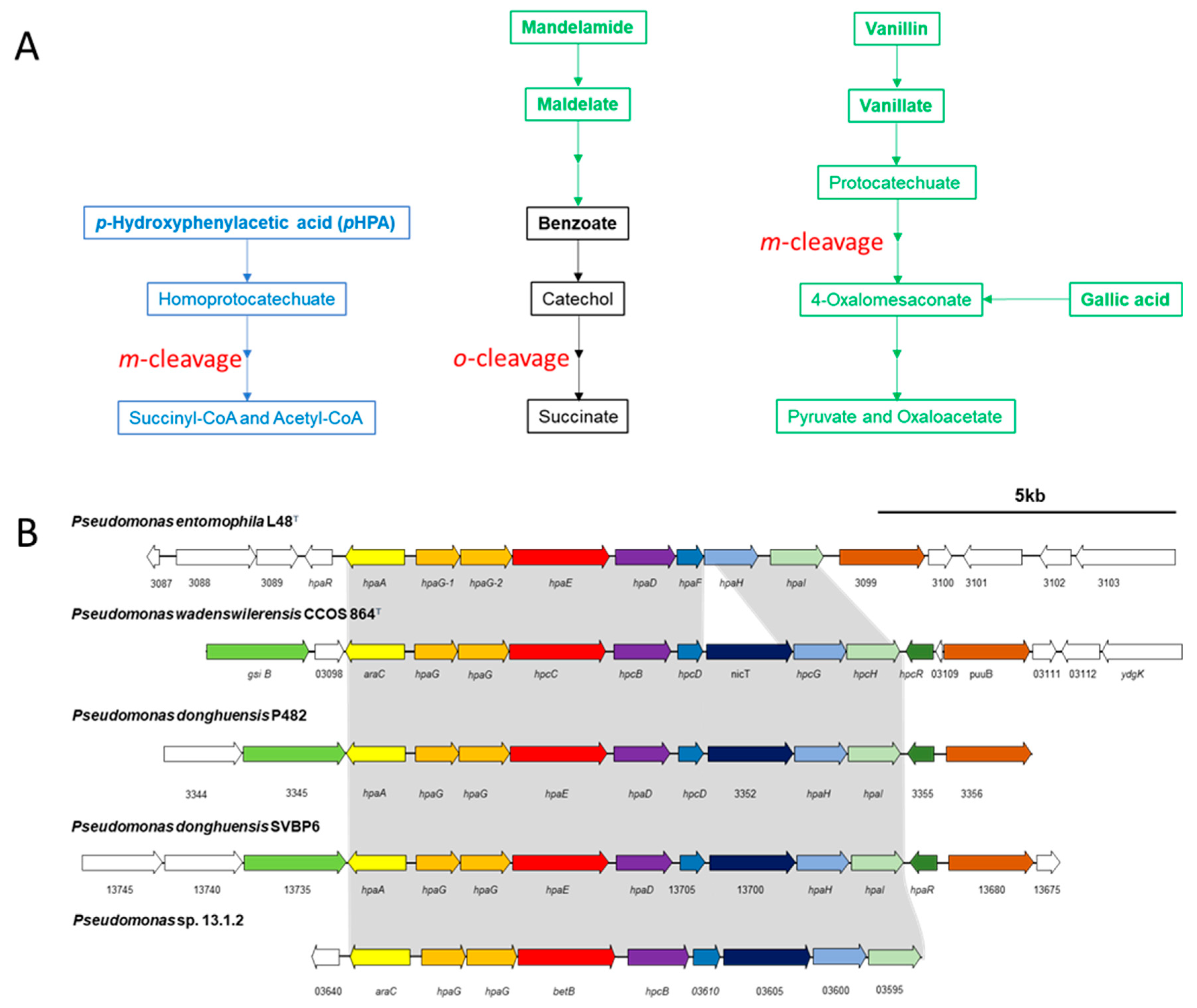 Diversity 11 00204 g003 Diversity 11 00204 g003
