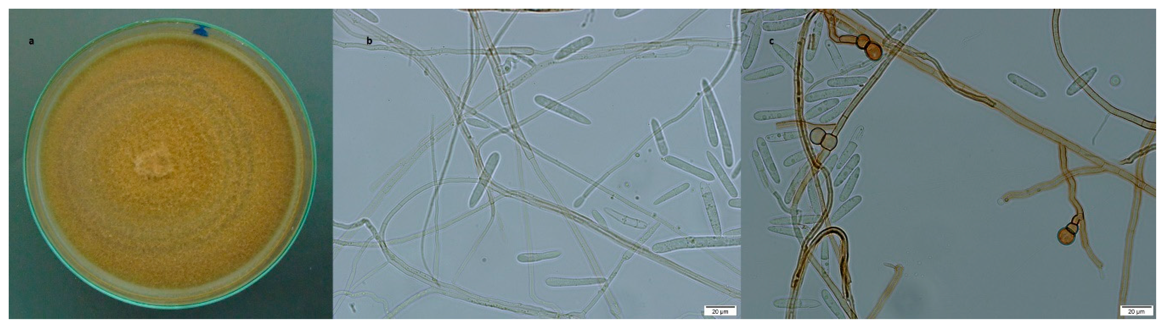 Diversity 11 00218 g003