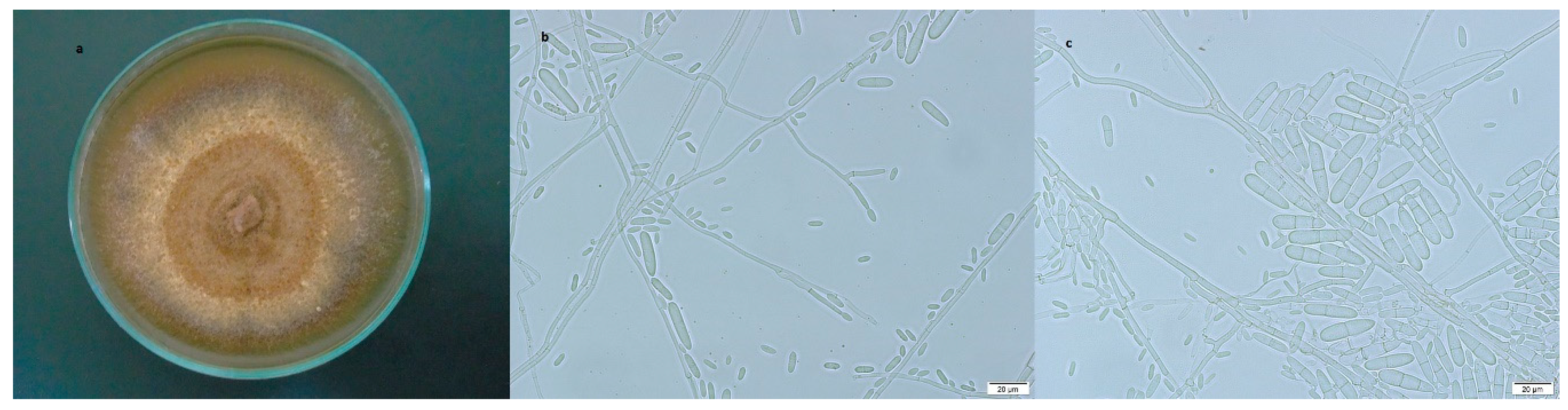 Diversity 11 00218 g004