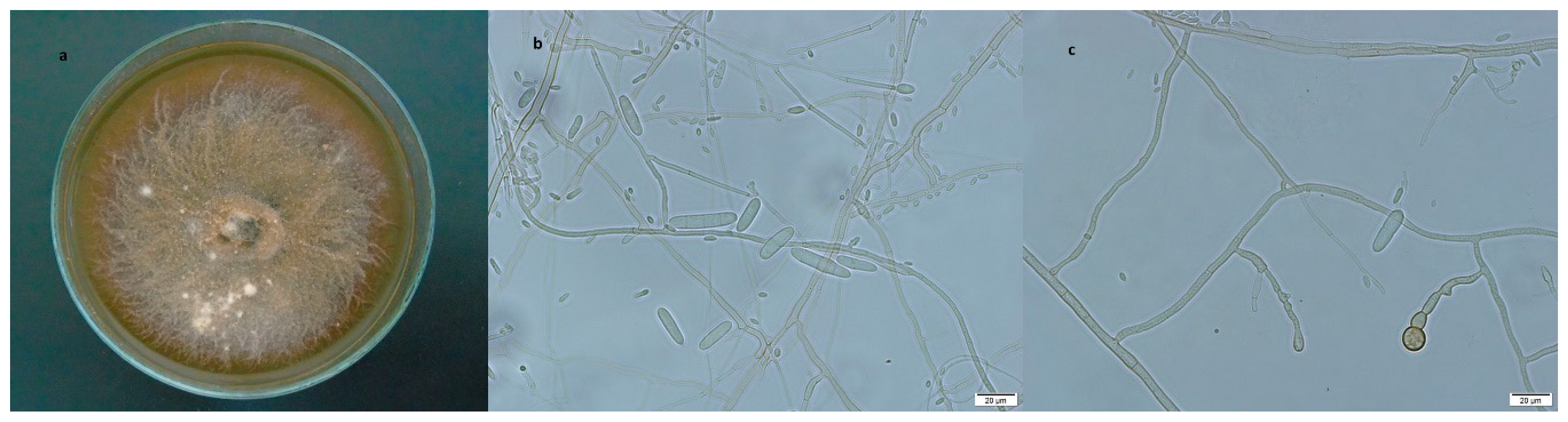 Diversity 11 00218 g005