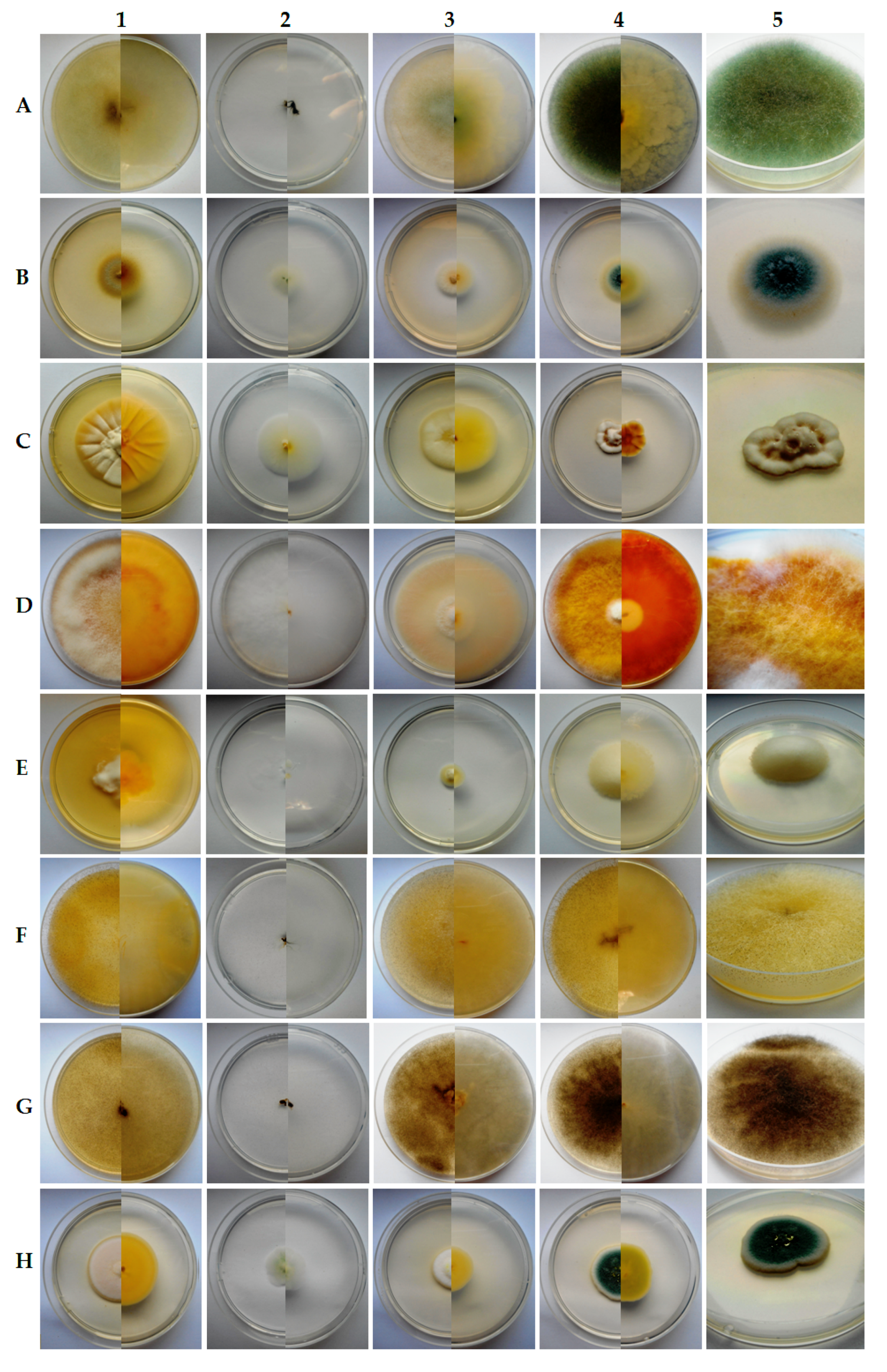 Diversity 11 00224 g003a