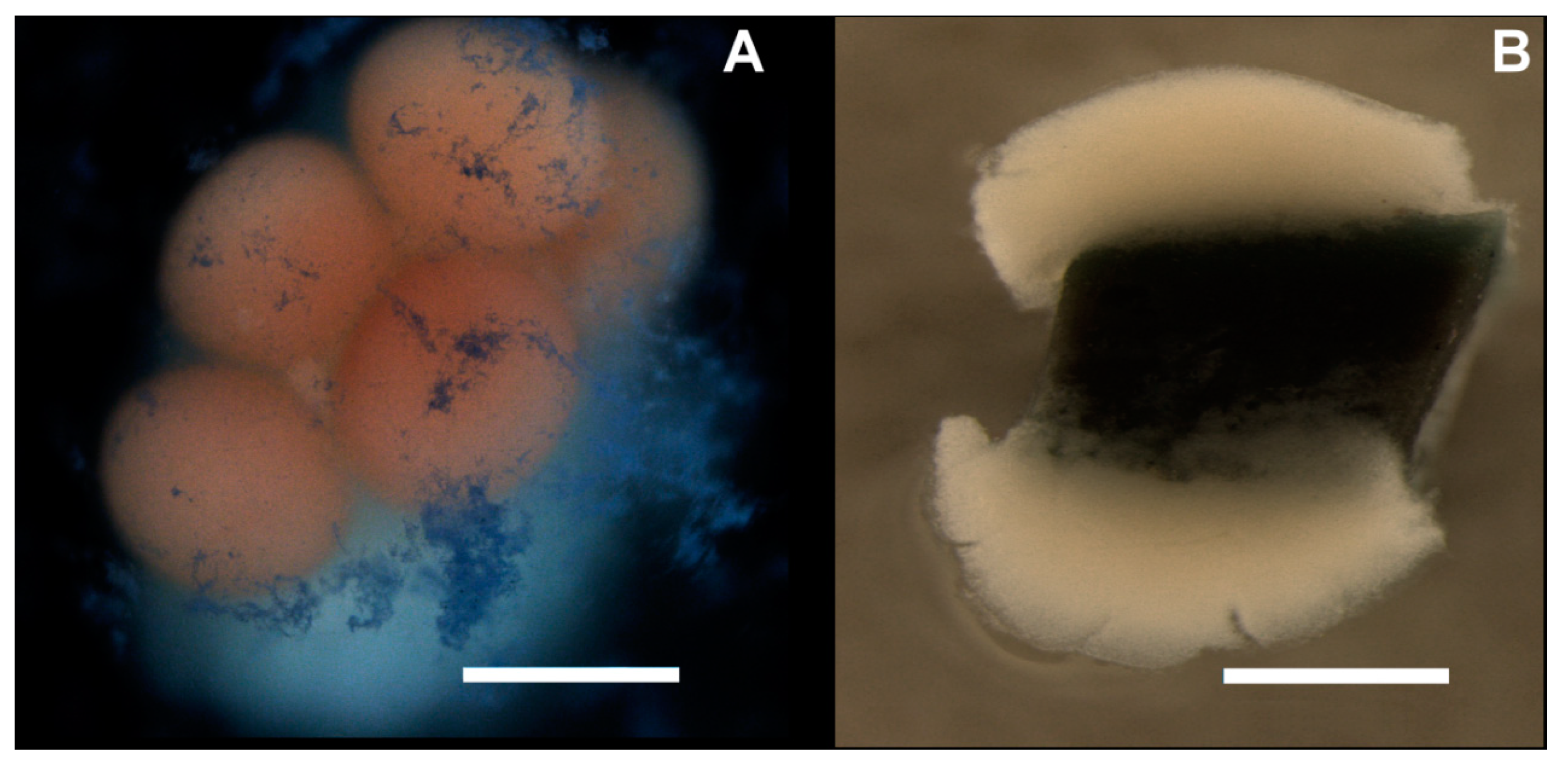 Diversity 11 00228 g004 Diversity 11 00228 g004