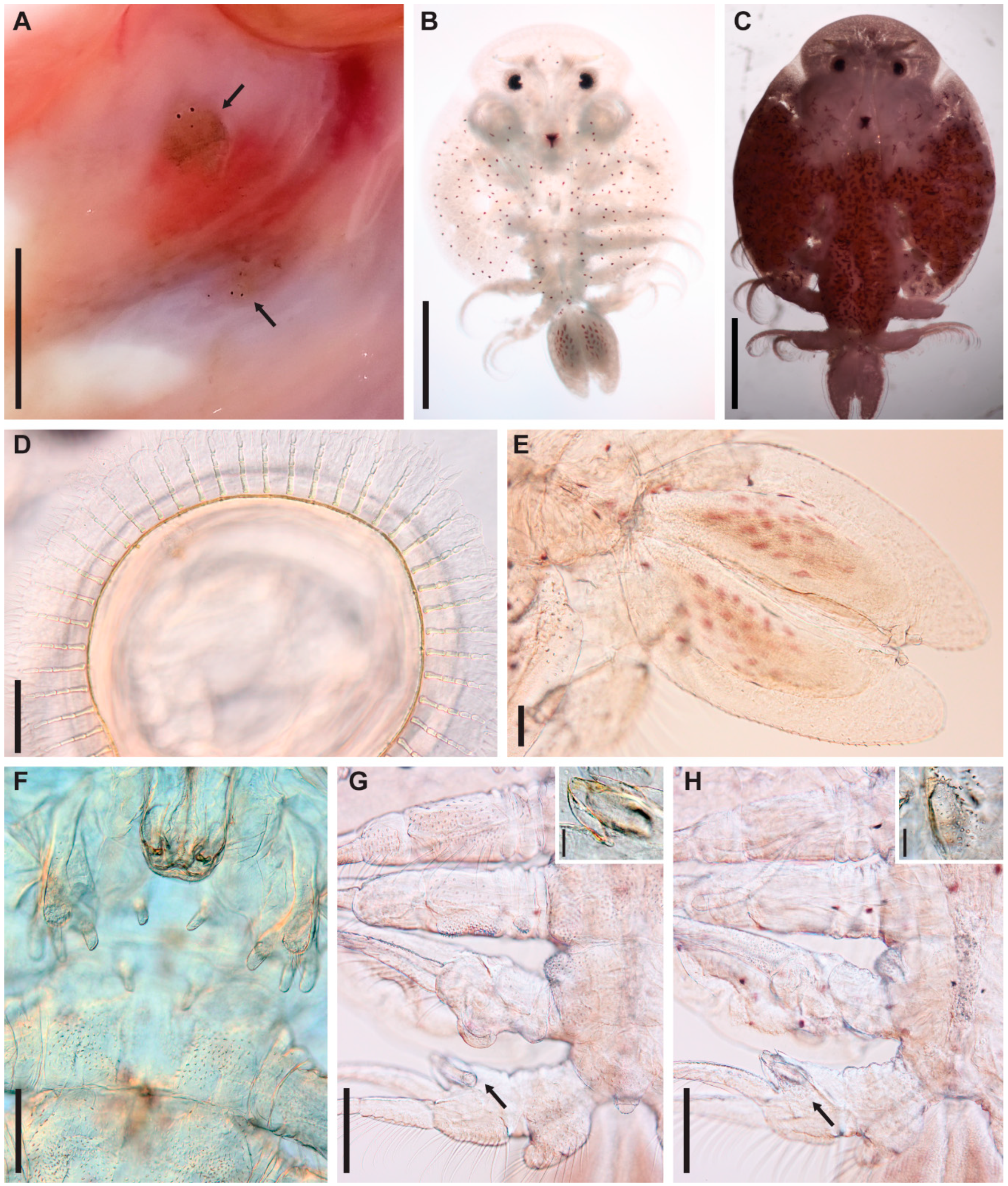 Diversity 11 00232 g002 Diversity 11 00232 g002