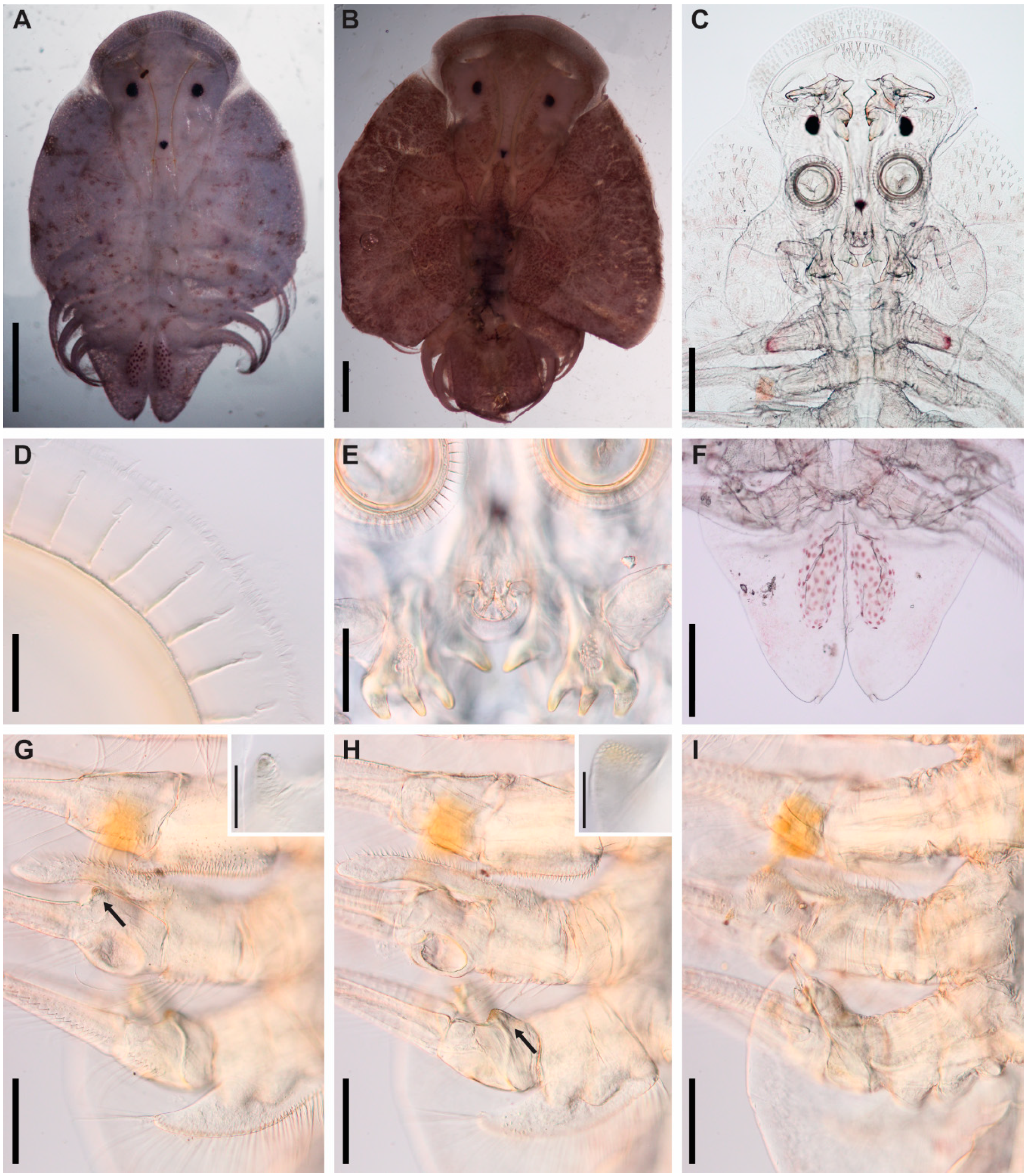 Diversity 11 00232 g003 Diversity 11 00232 g003