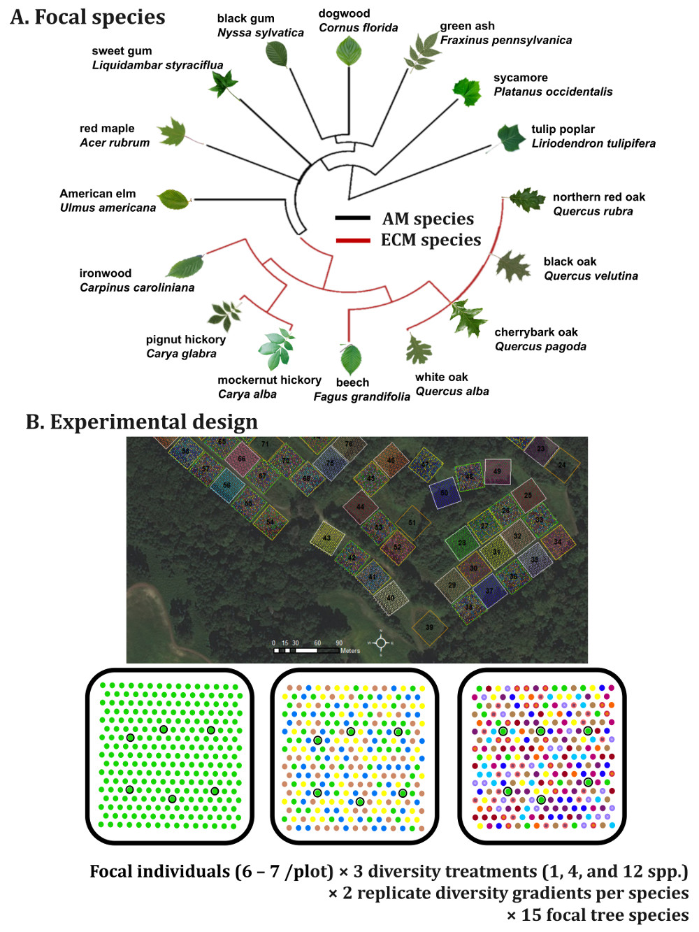 Diversity Free FullText Tree Diversity Reduces Fungal Endophyte
