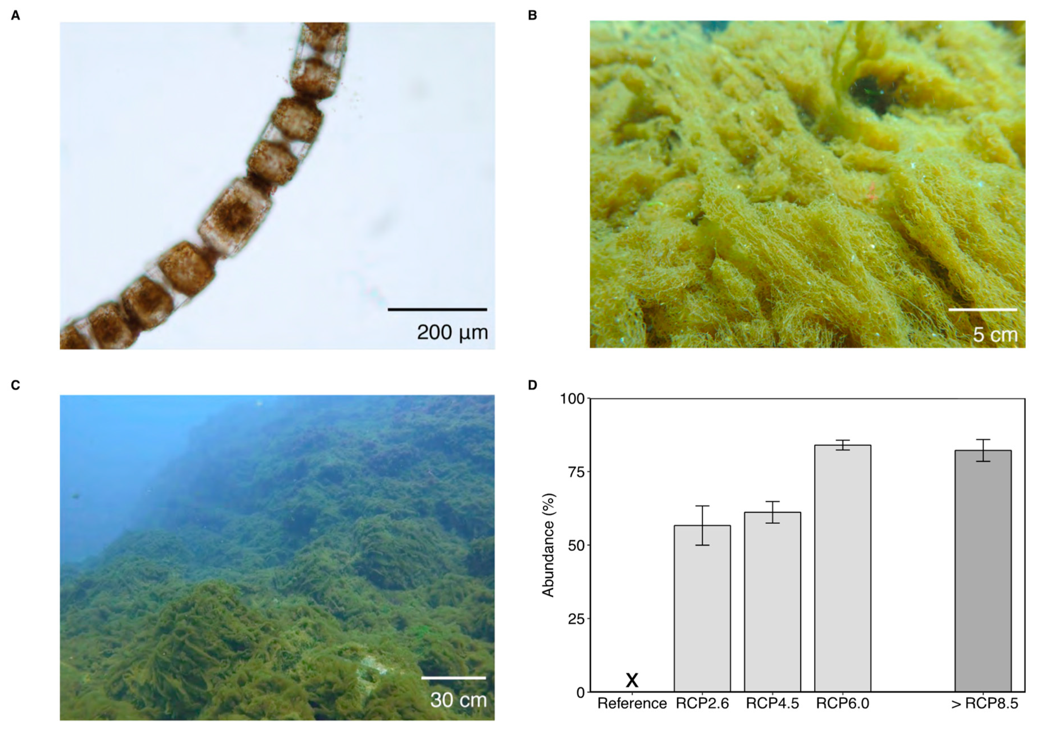 Diversity 11 00242 g001