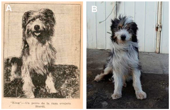 Old English Sheepdog Used To Watch Livestock at Farms Isolated