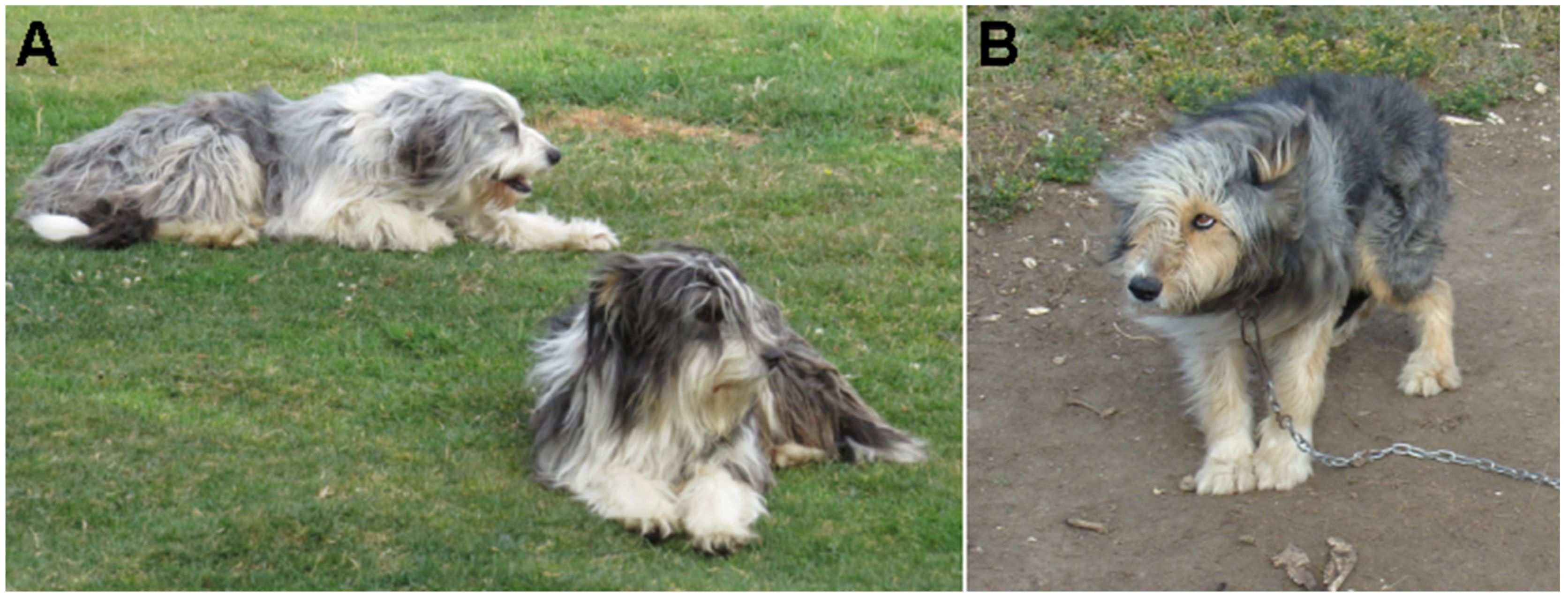 Diversity 11 00245 g006 Diversity 11 00245 g006