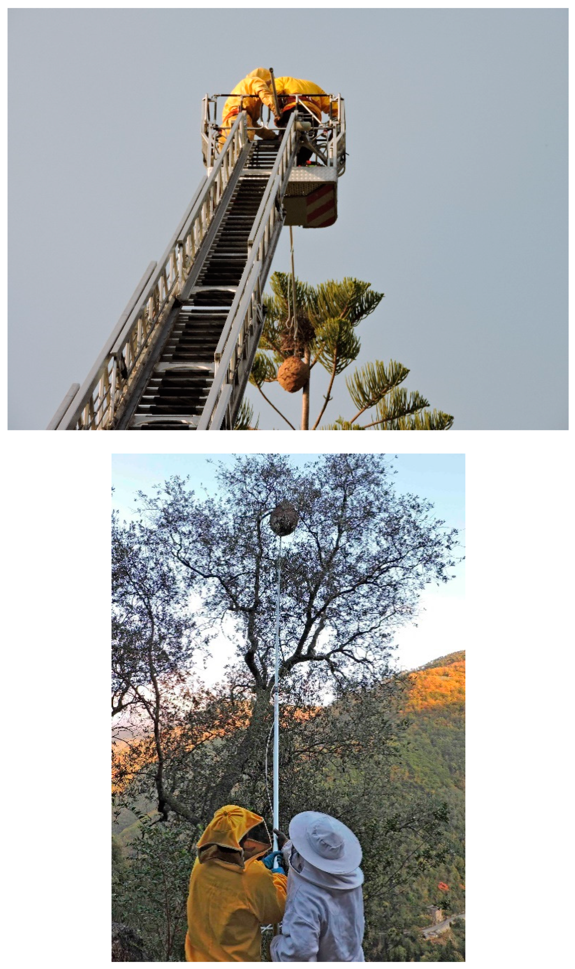 Diversity 12 00005 g008 Diversity 12 00005 g008