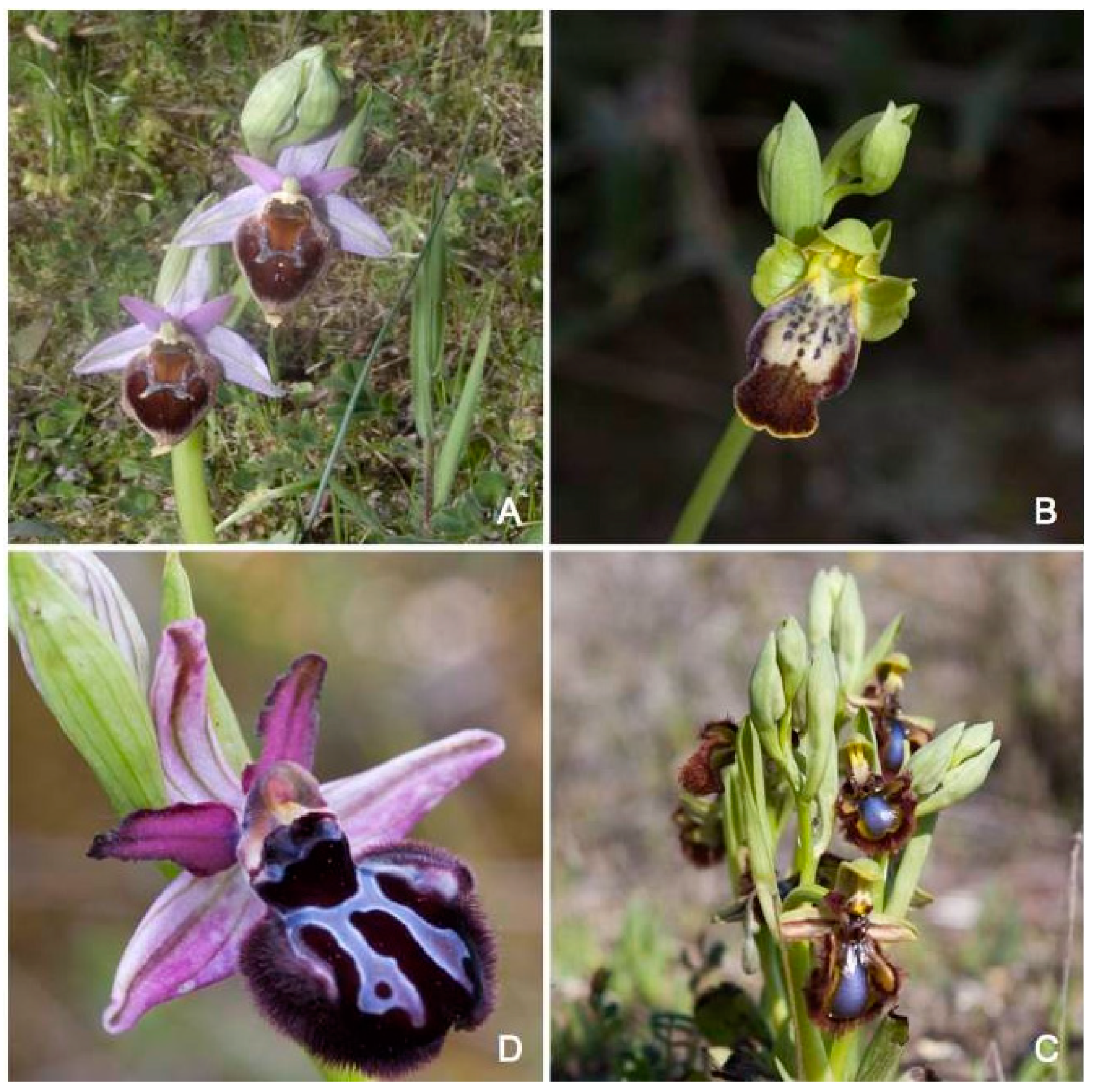 Diversity 12 00022 g002