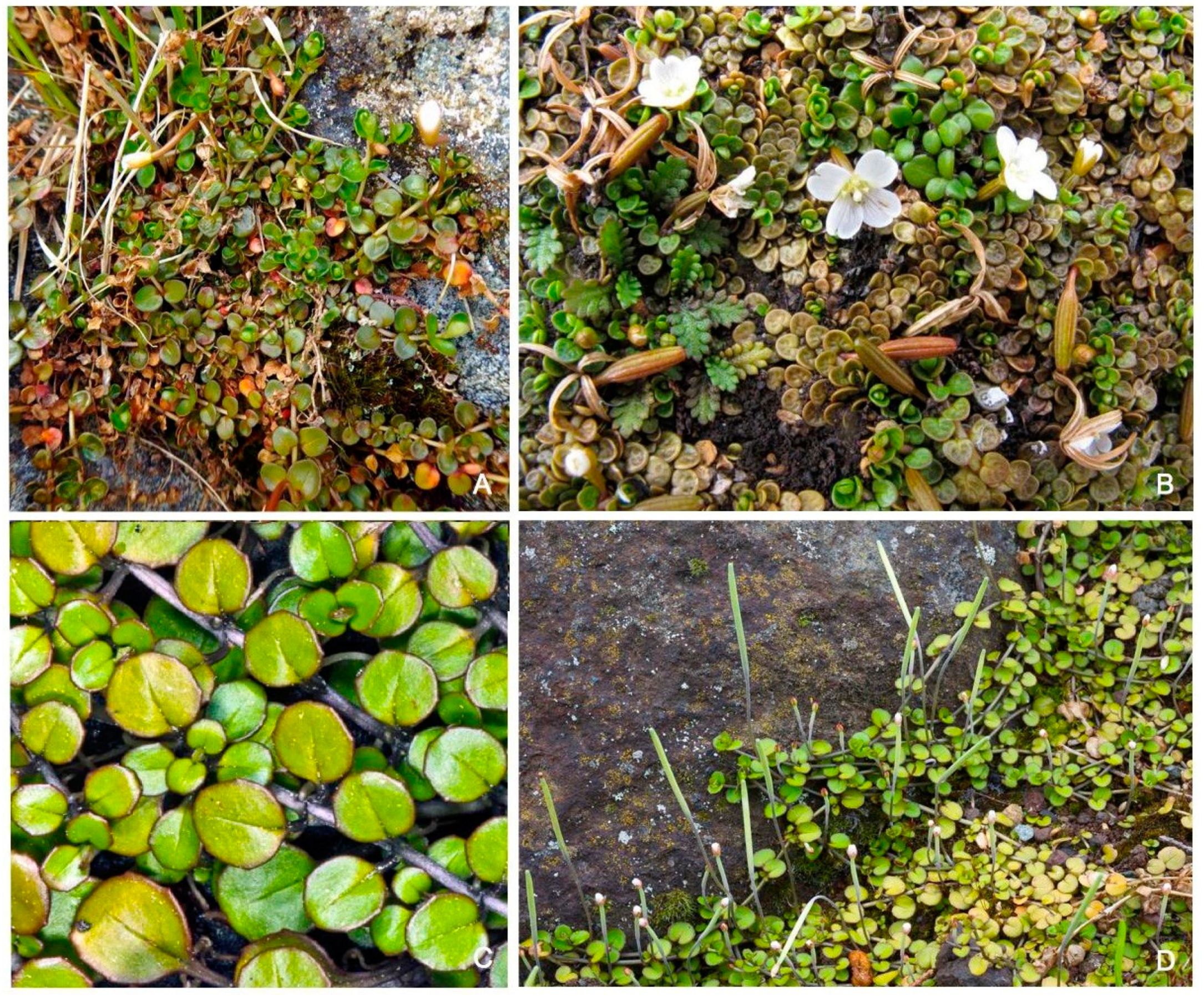 Diversity 12 00022 g0a1