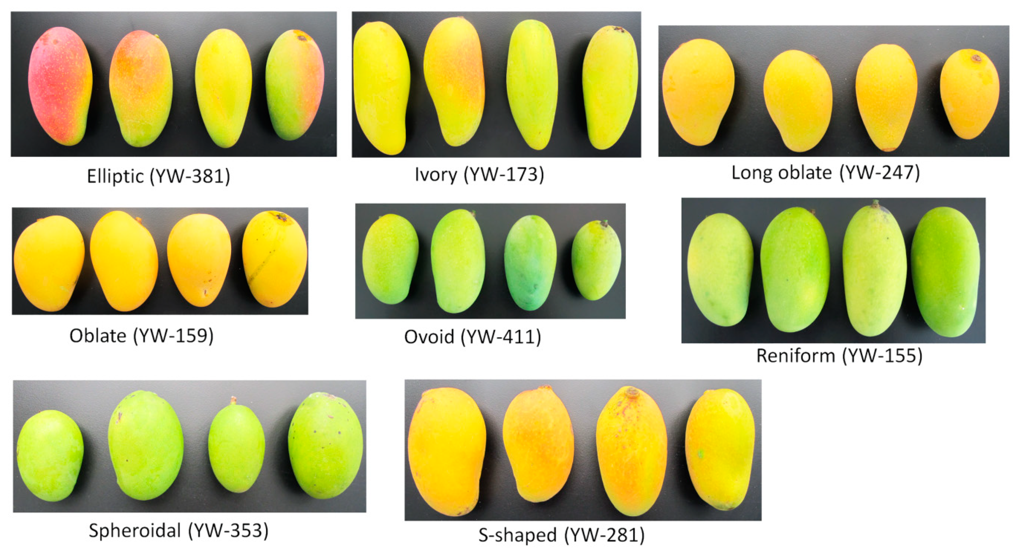 Diversity 12 00027 g002