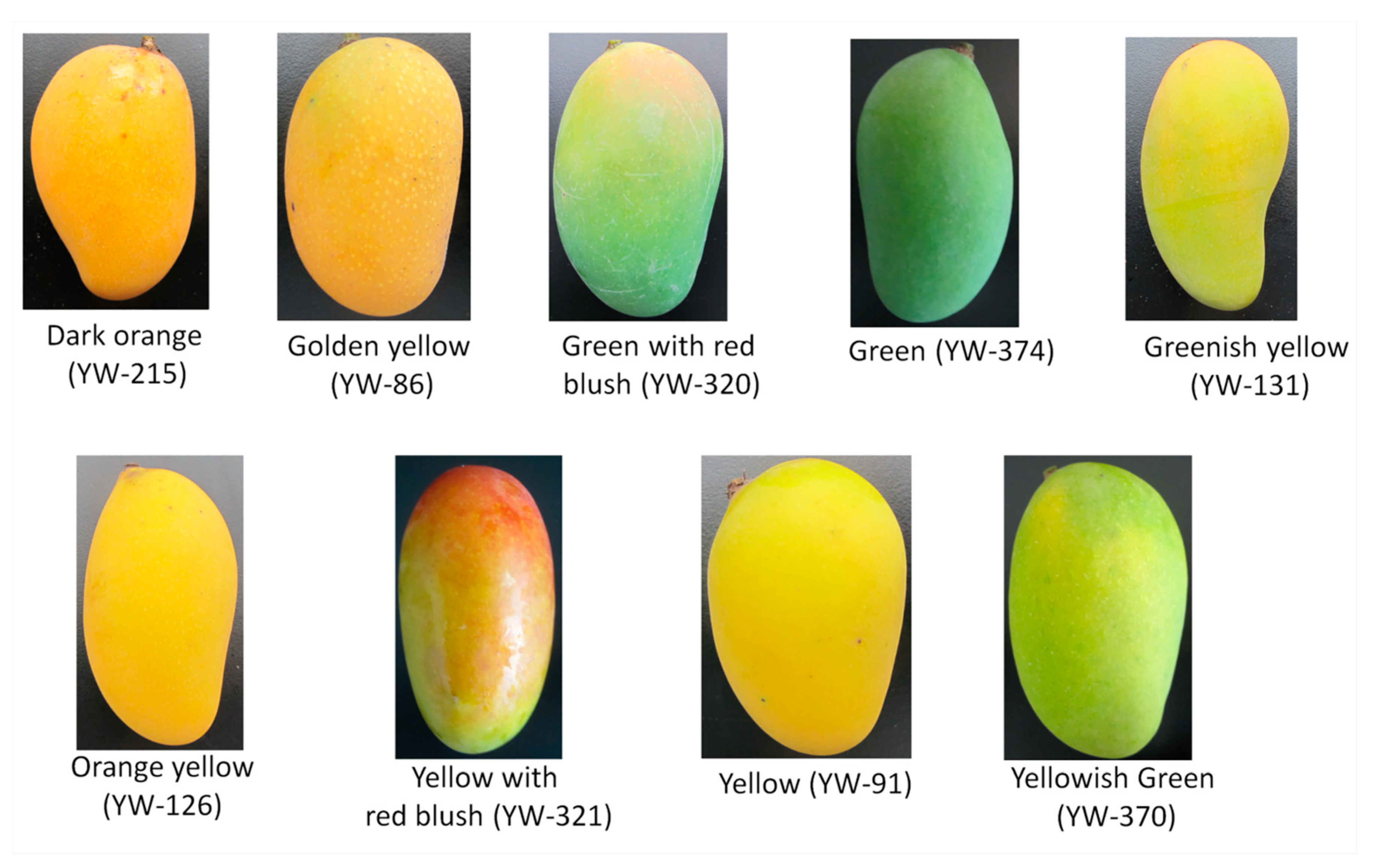 Diversity 12 00027 g004