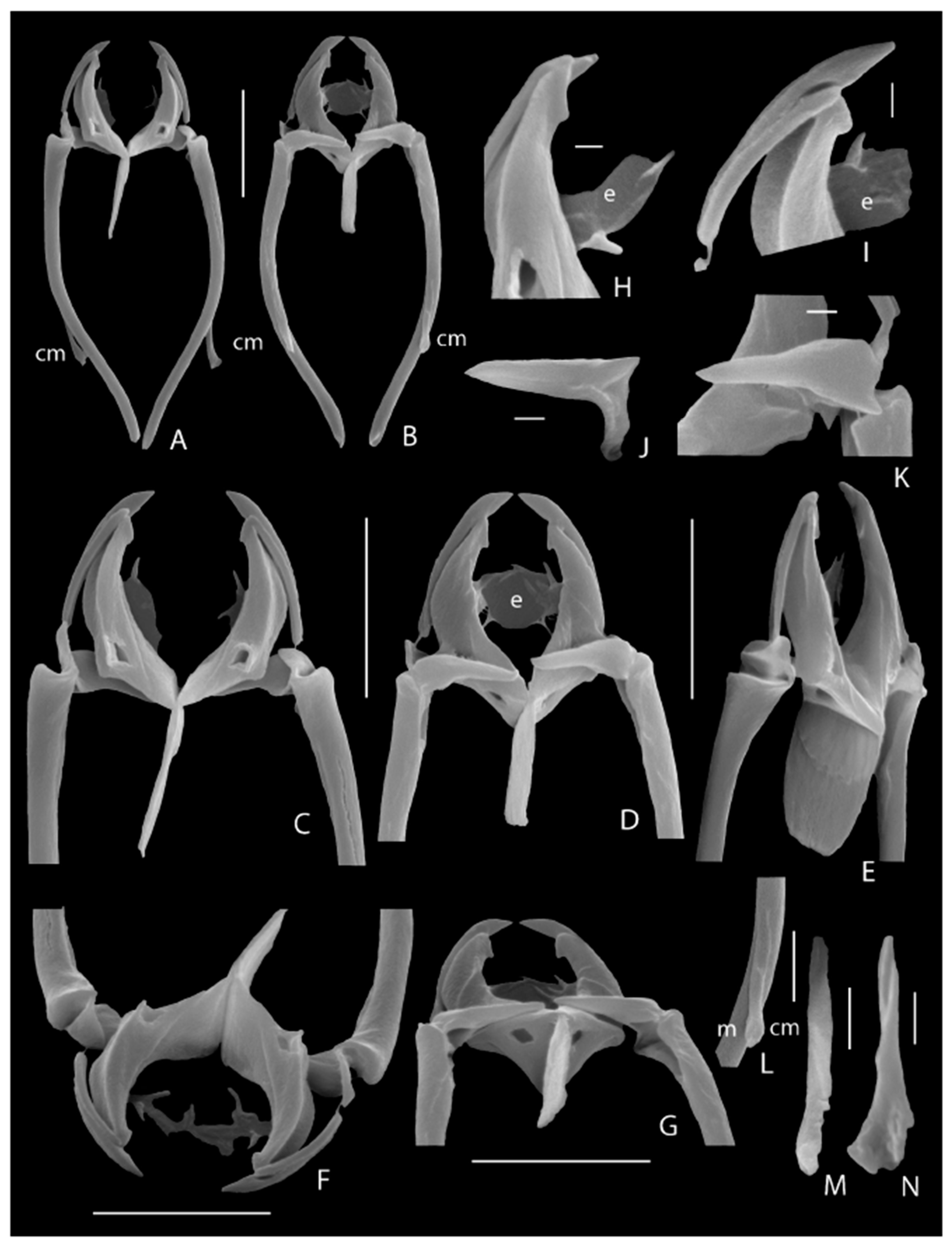 Diversity 12 00028 g005
