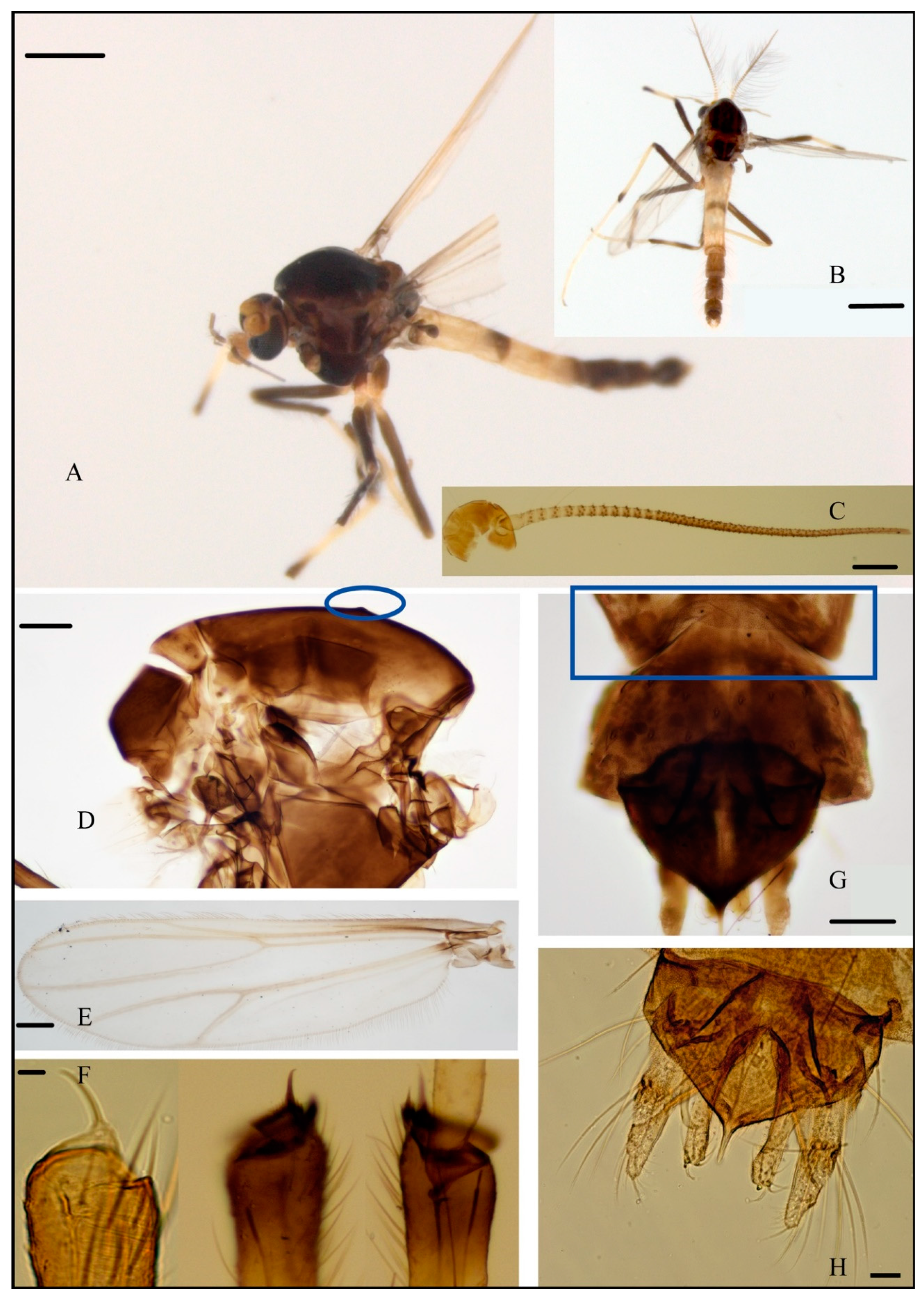 Diversity 12 00031 g004 Diversity 12 00031 g004