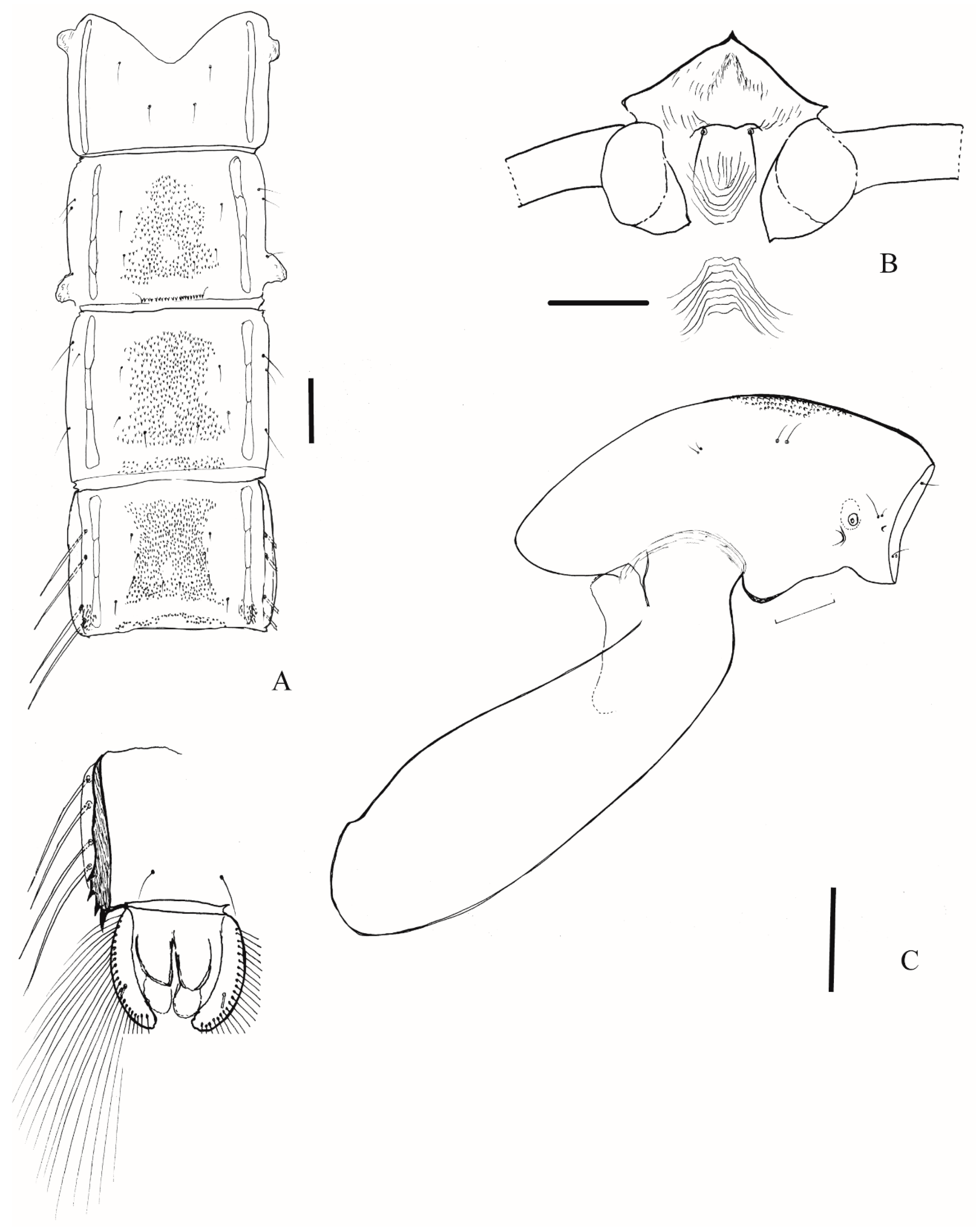 Diversity 12 00031 g007 Diversity 12 00031 g007