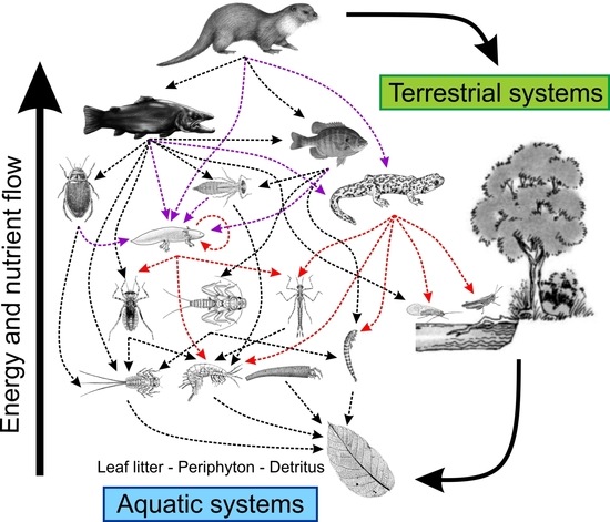 Diversity Free Full Text Reciprocal Role Of Salamanders In Aquatic Energy Flow Pathways Html