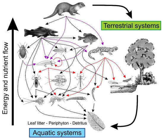 Diversity | Free Full-Text | Reciprocal Role of Salamanders in Aquatic  Energy Flow Pathways