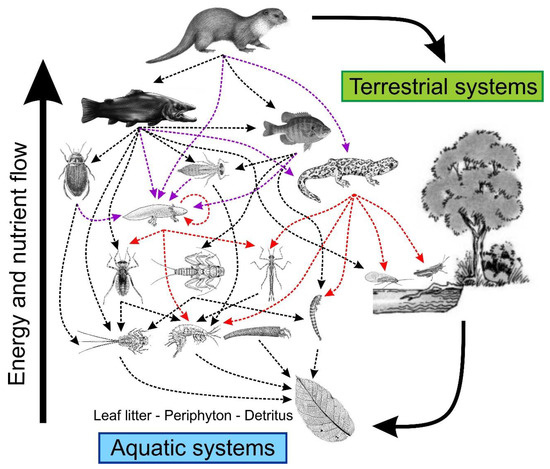 Diversity | Free Full-Text | Reciprocal Role of Salamanders in Aquatic Energy Flow Pathways Diversity | Free Full-Text | Reciprocal Role of Salamanders in Aquatic Energy Flow Pathways