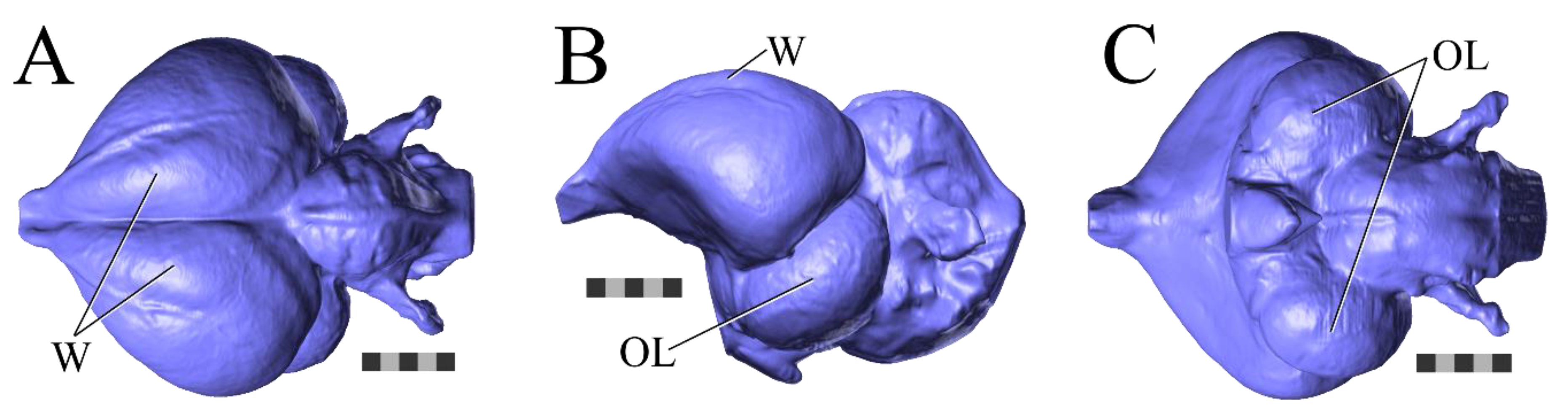 Diversity 12 00034 g001