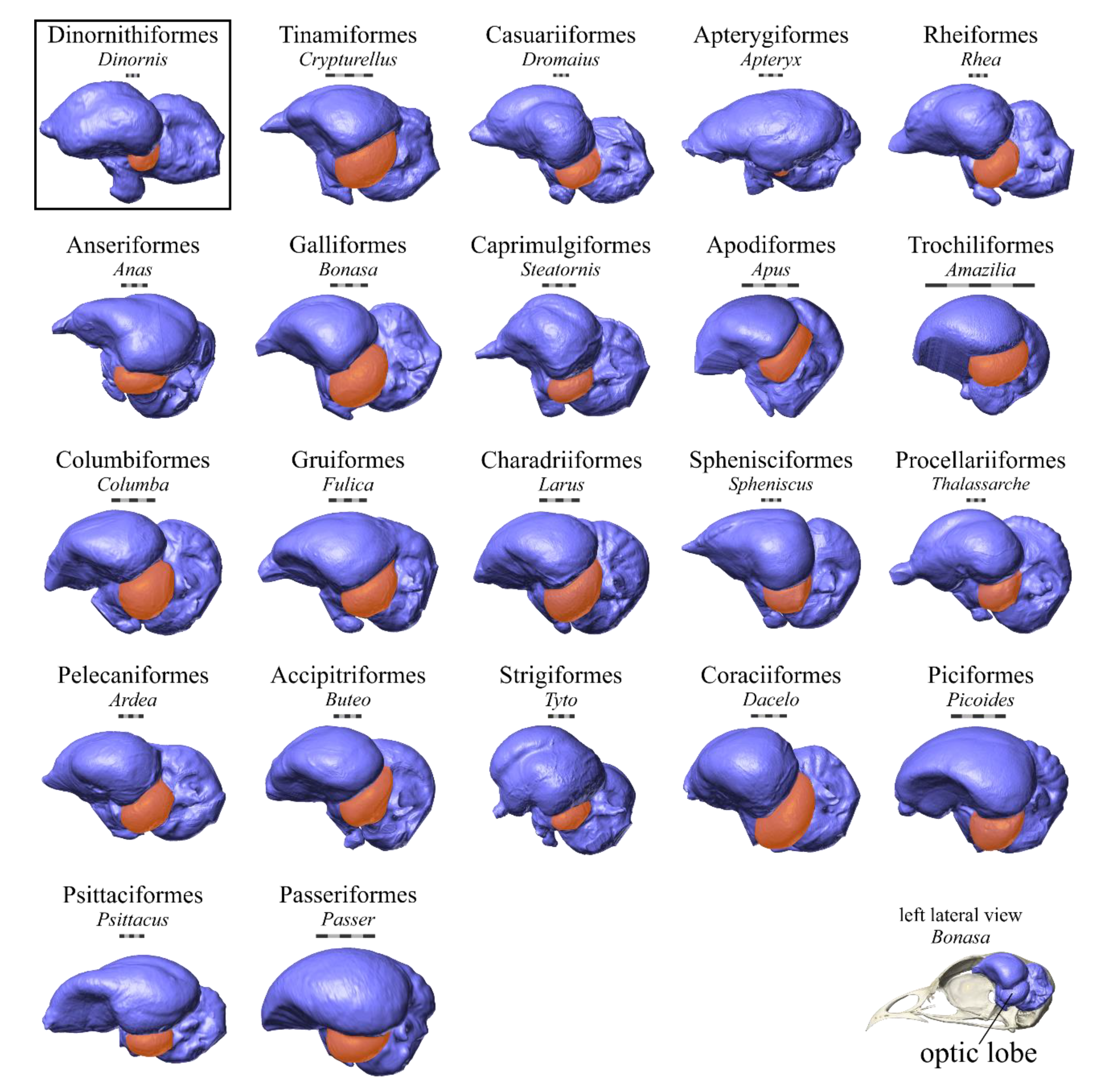 Diversity 12 00034 g006