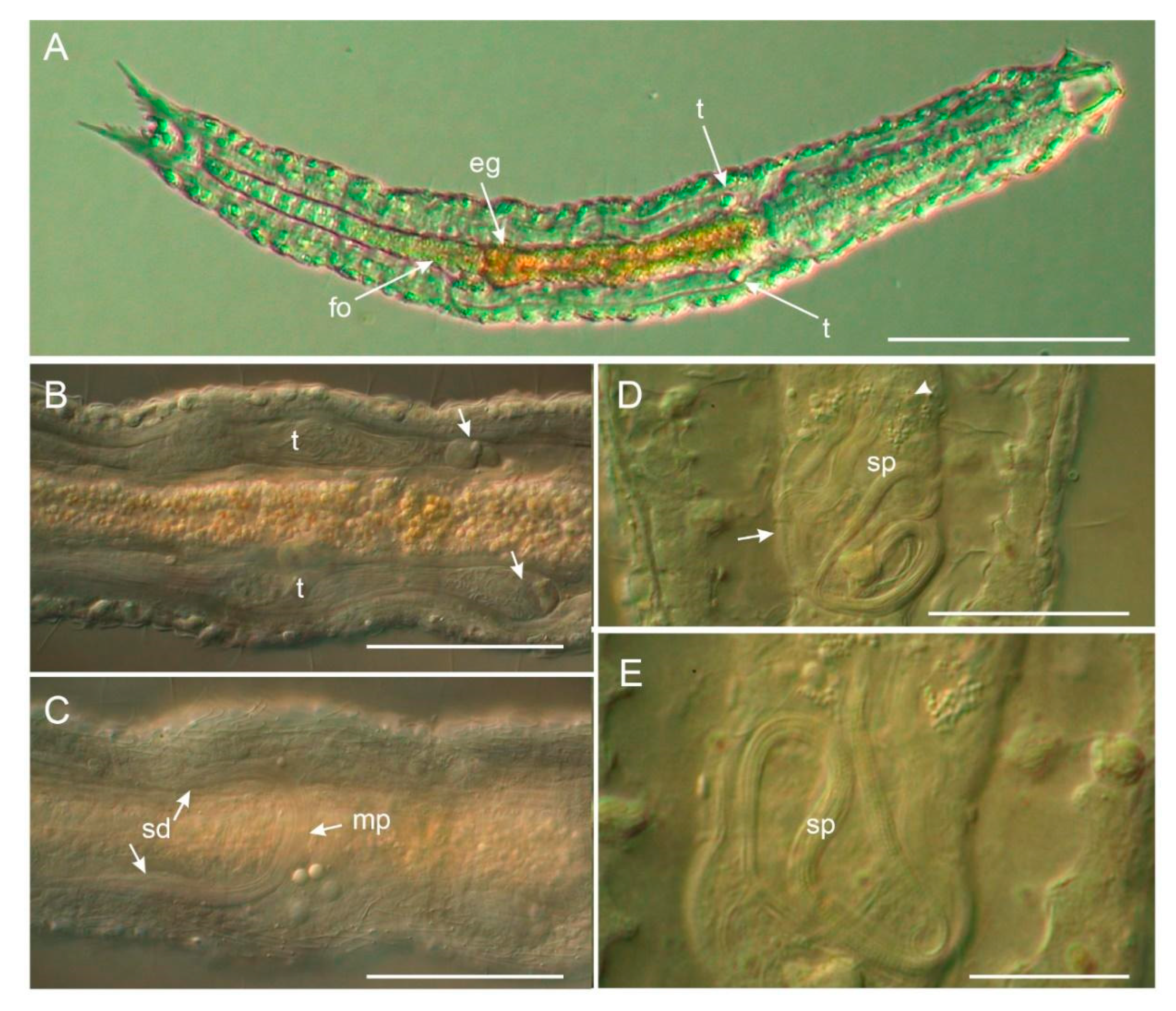 Diversity 12 00042 g005