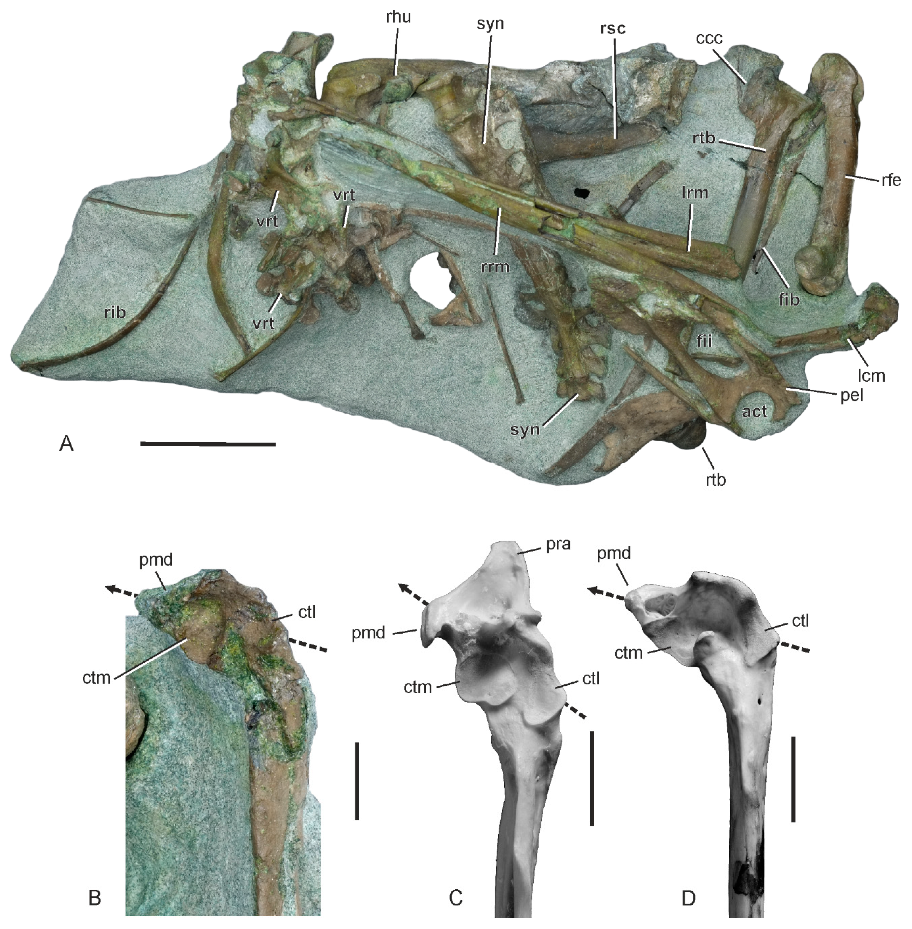 Diversity Free Full Text First Complete Wing Of A Stem Group Sphenisciform From The Paleocene Of New Zealand Sheds Light On The Evolution Of The Penguin Flipper Html