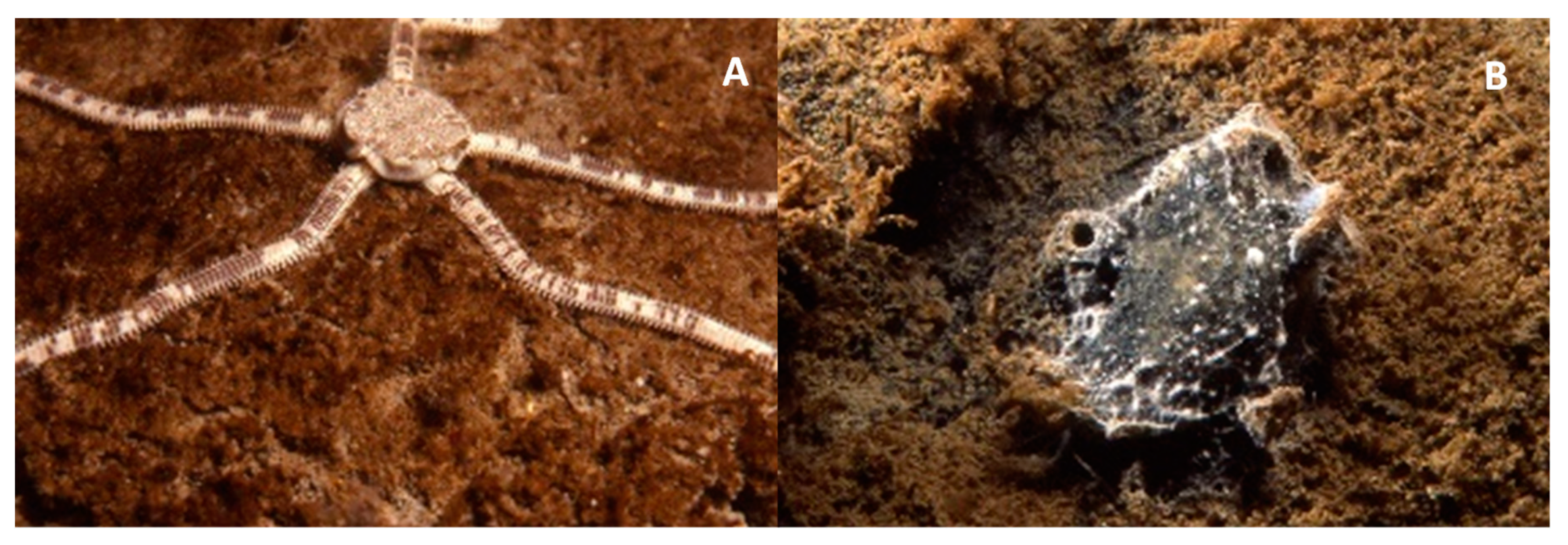 Diversity 12 00049 g008 Diversity 12 00049 g008