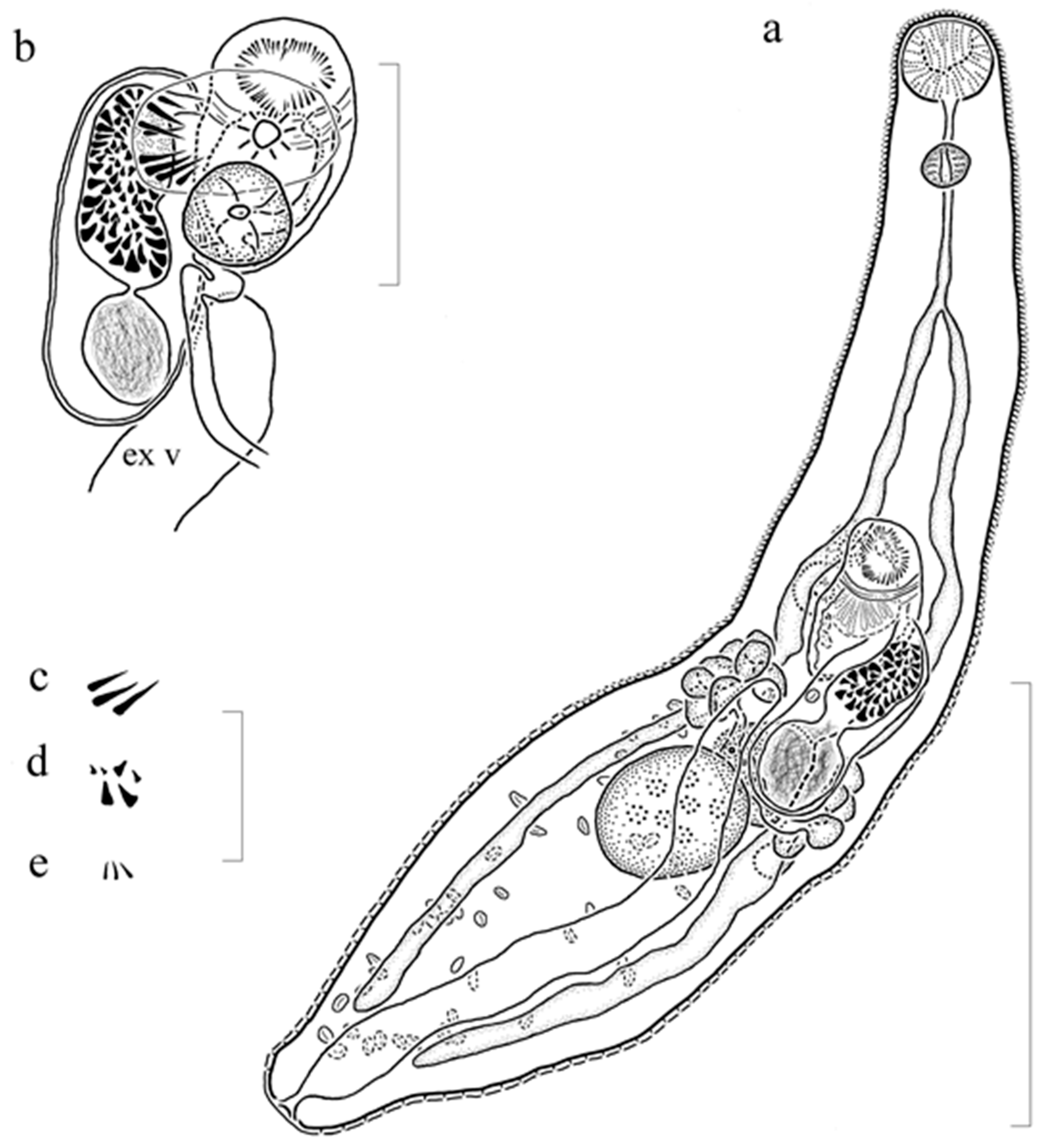 Diversity 12 00051 g002 Diversity 12 00051 g002