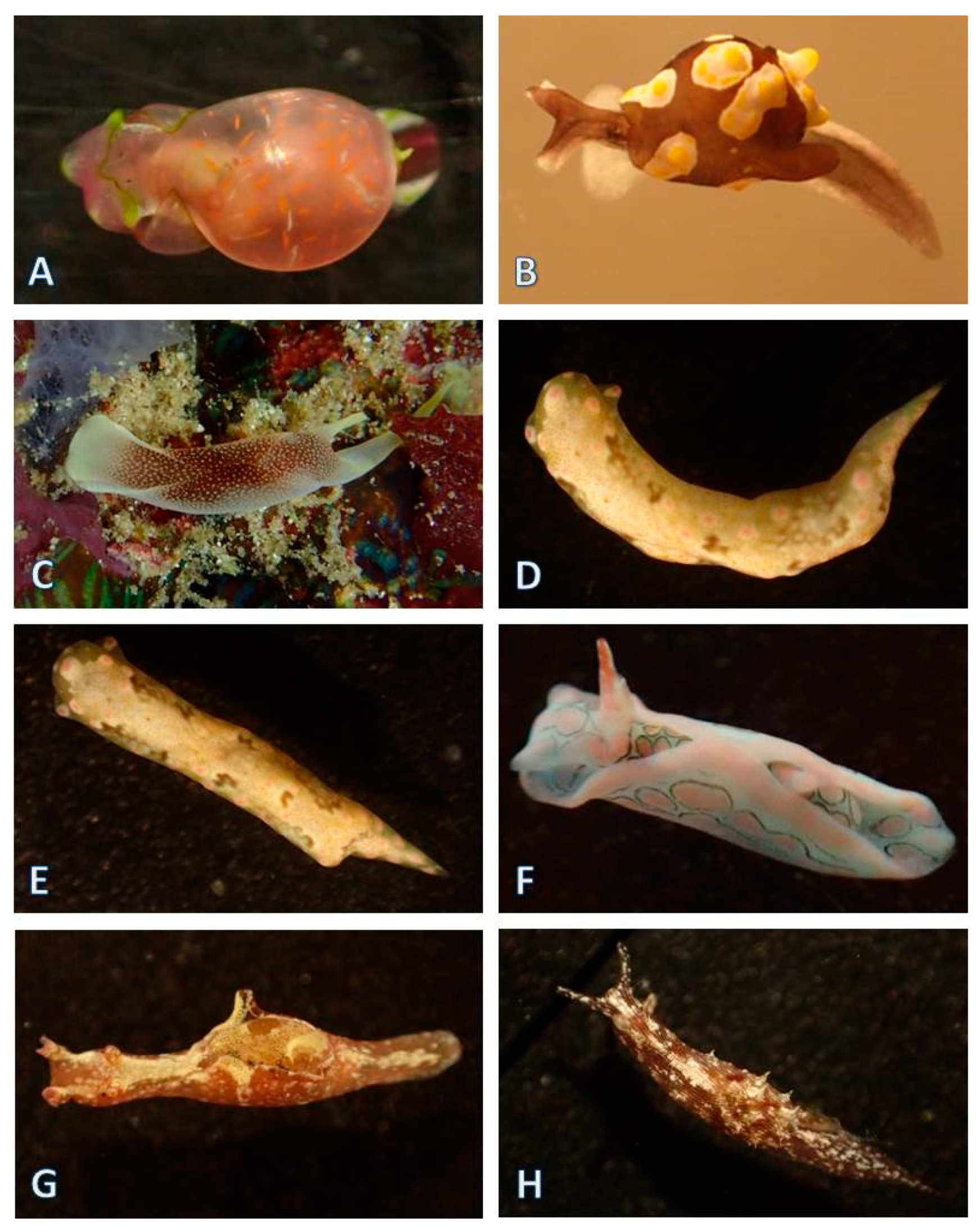 Diversity 12 00052 g002