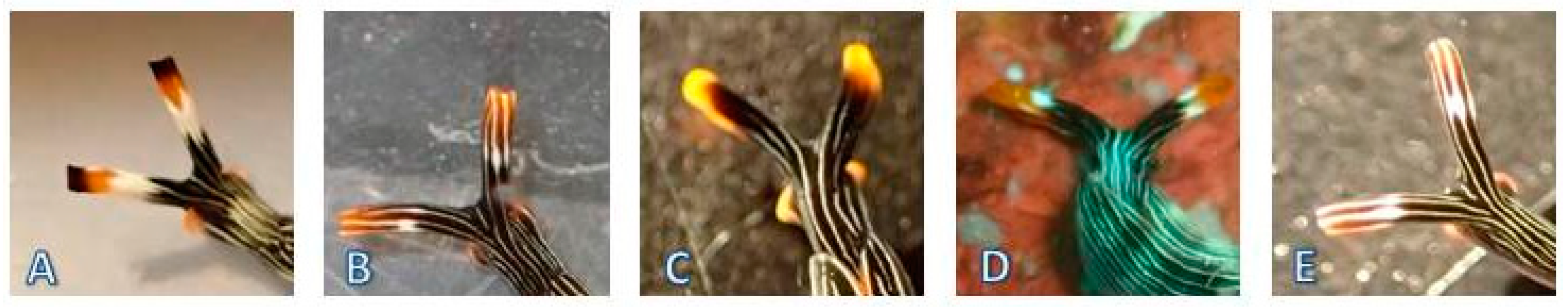 Diversity 12 00052 g005