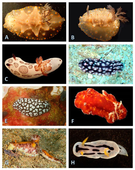 First Study on Marine Heterobranchia (Gastropoda, Mollusca