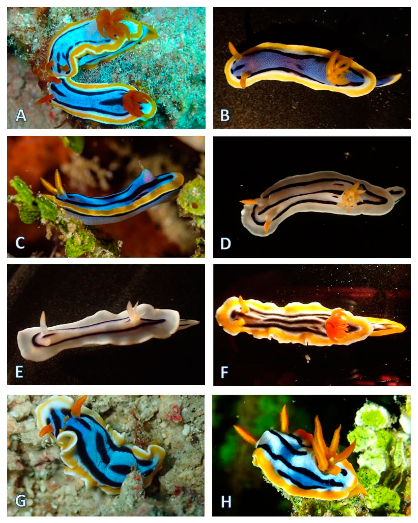 Diversity 12 00052 g011