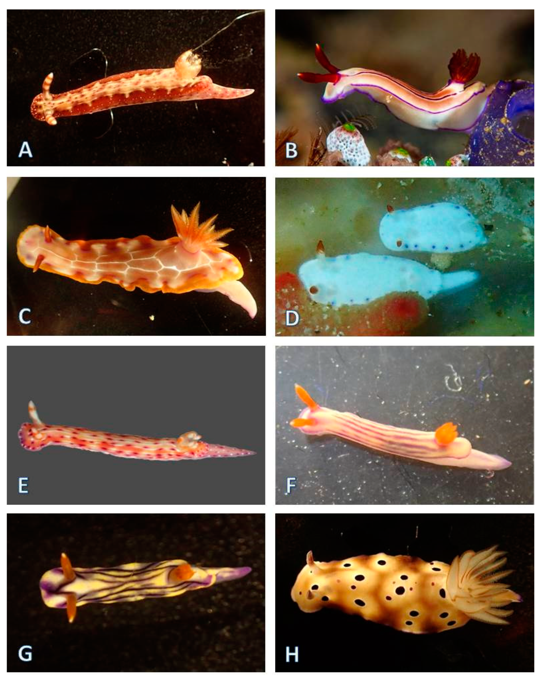 Diversity 12 00052 g014