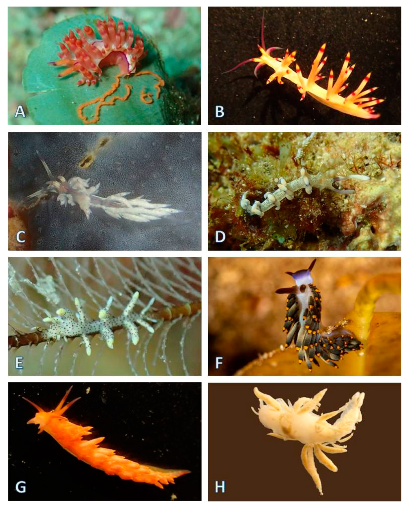 Diversity 12 00052 g021