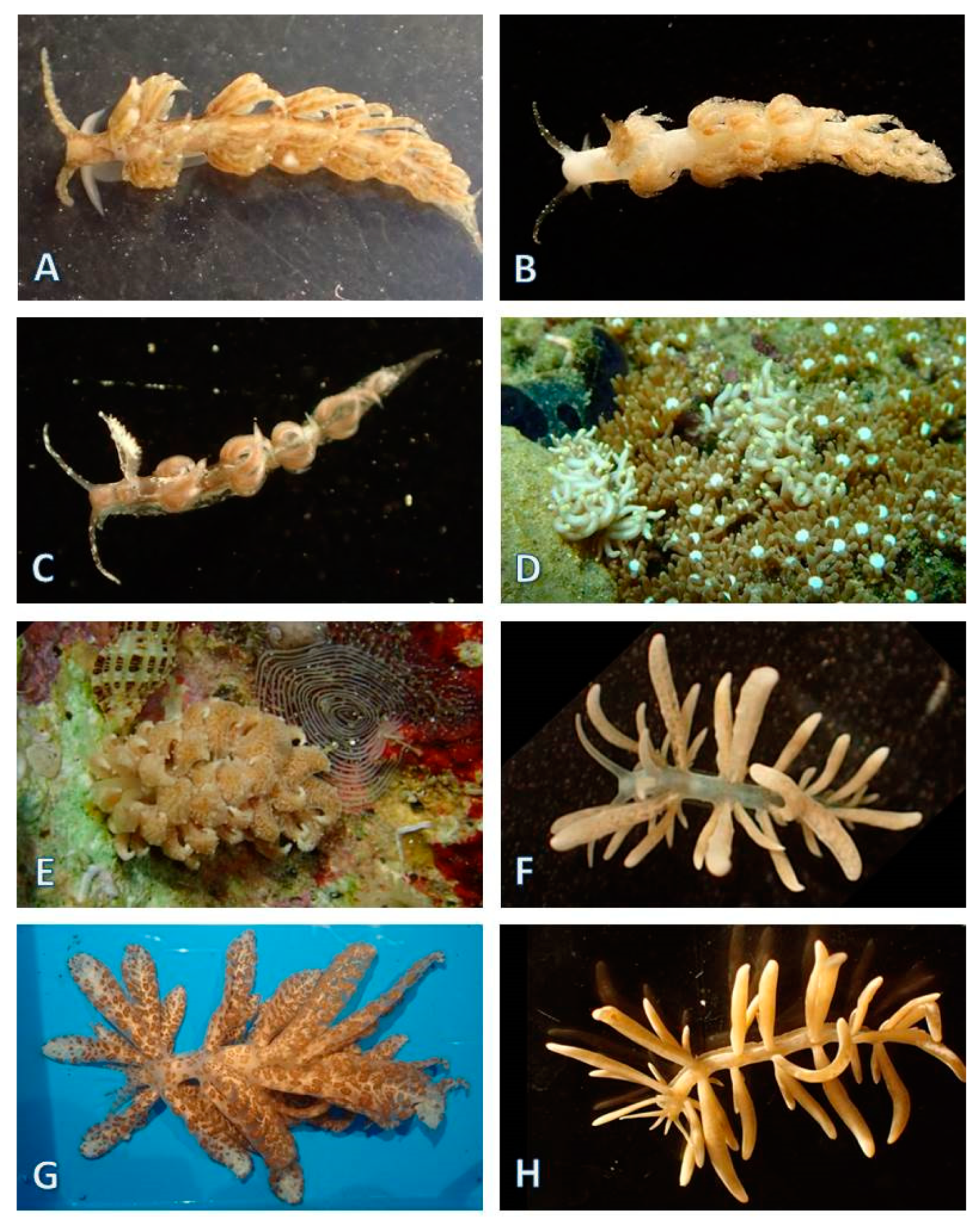 Diversity 12 00052 g023