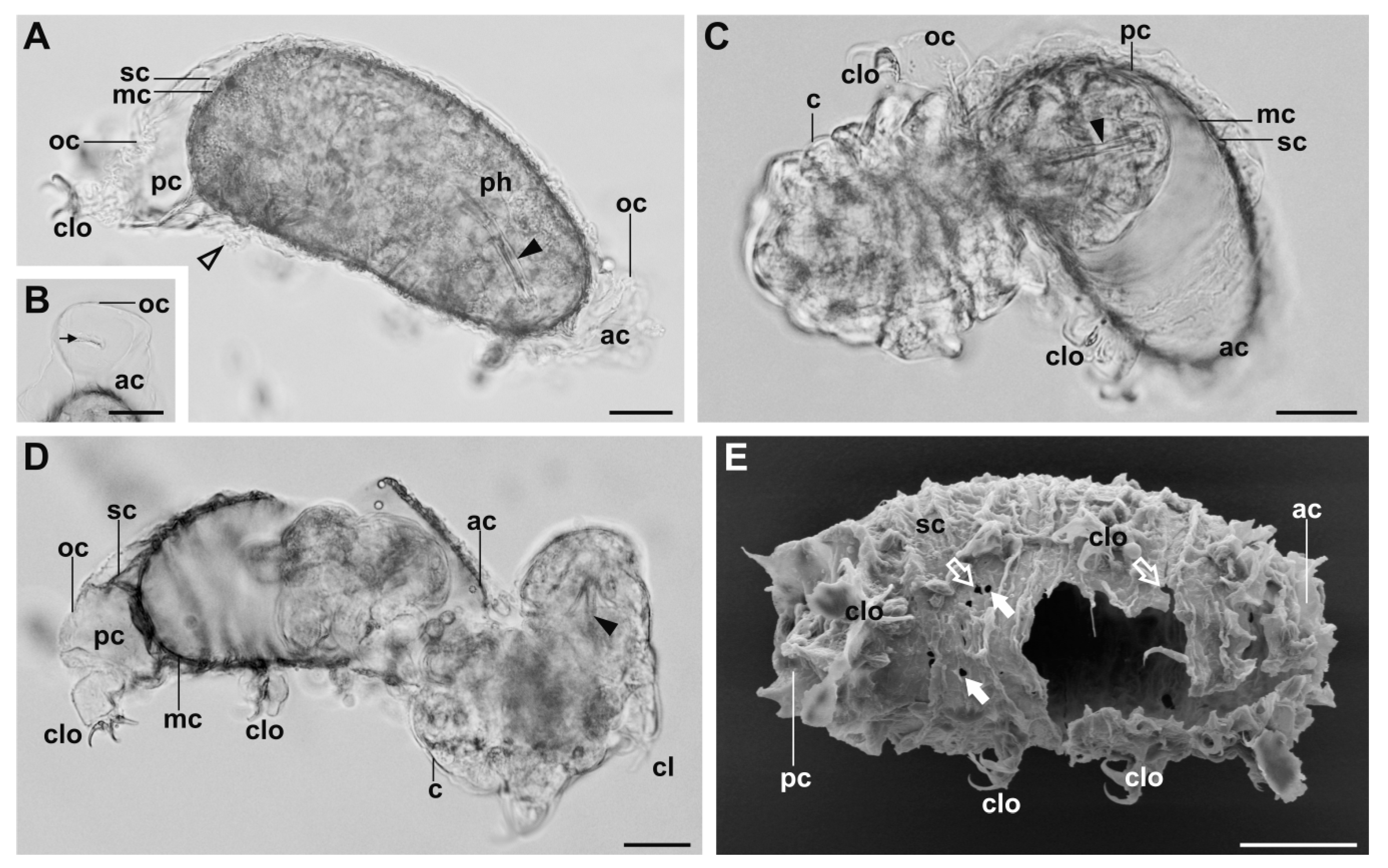 Diversity 12 00062 g002