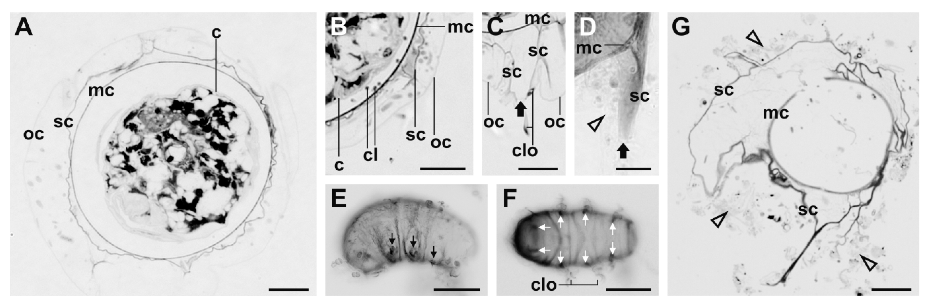 Diversity 12 00062 g004