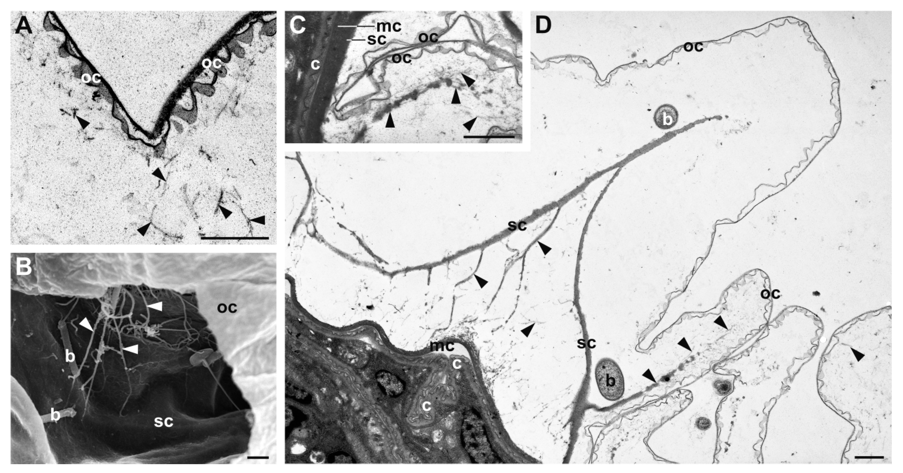 Diversity 12 00062 g005