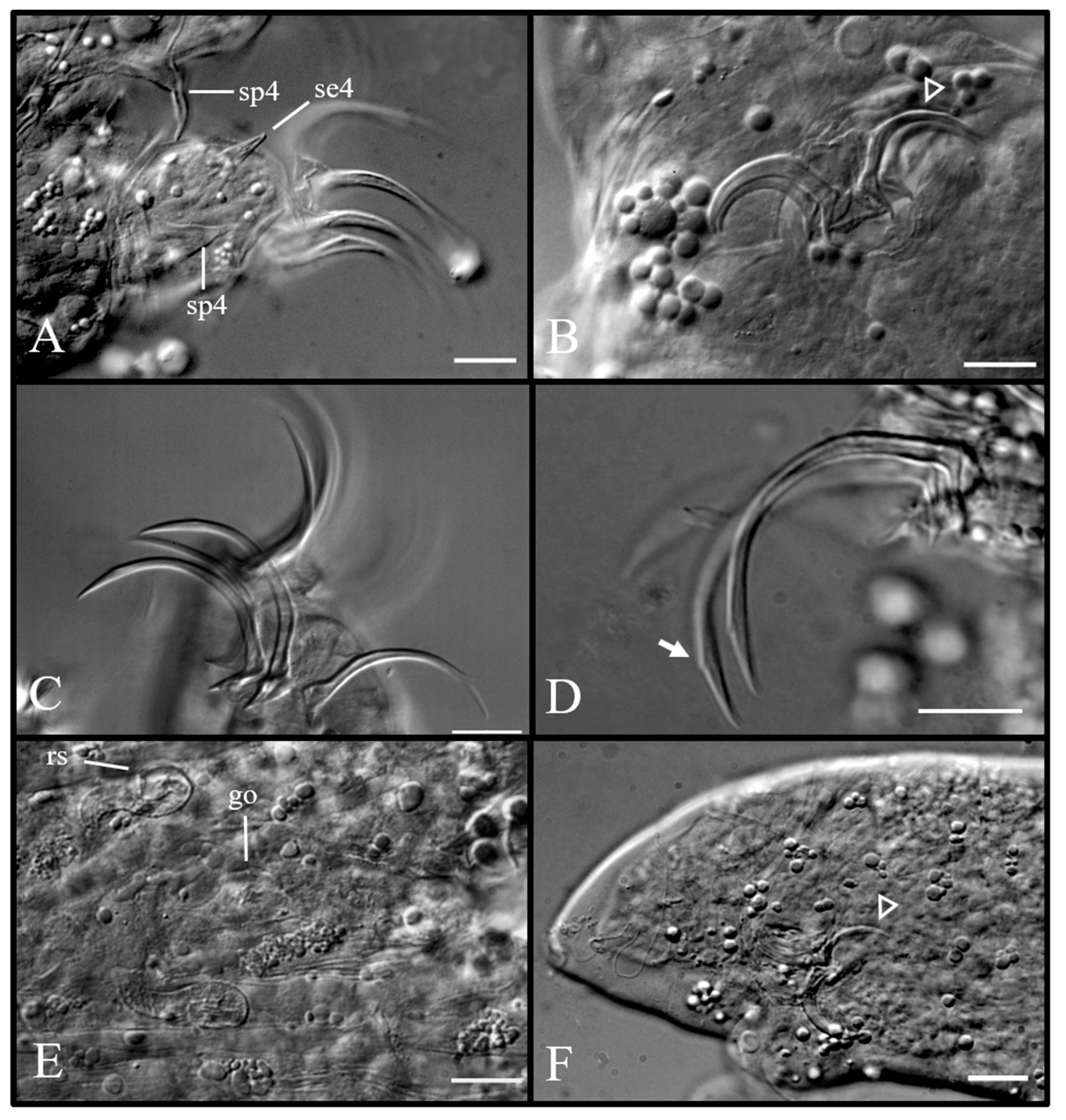 Diversity 12 00063 g004 Diversity 12 00063 g004